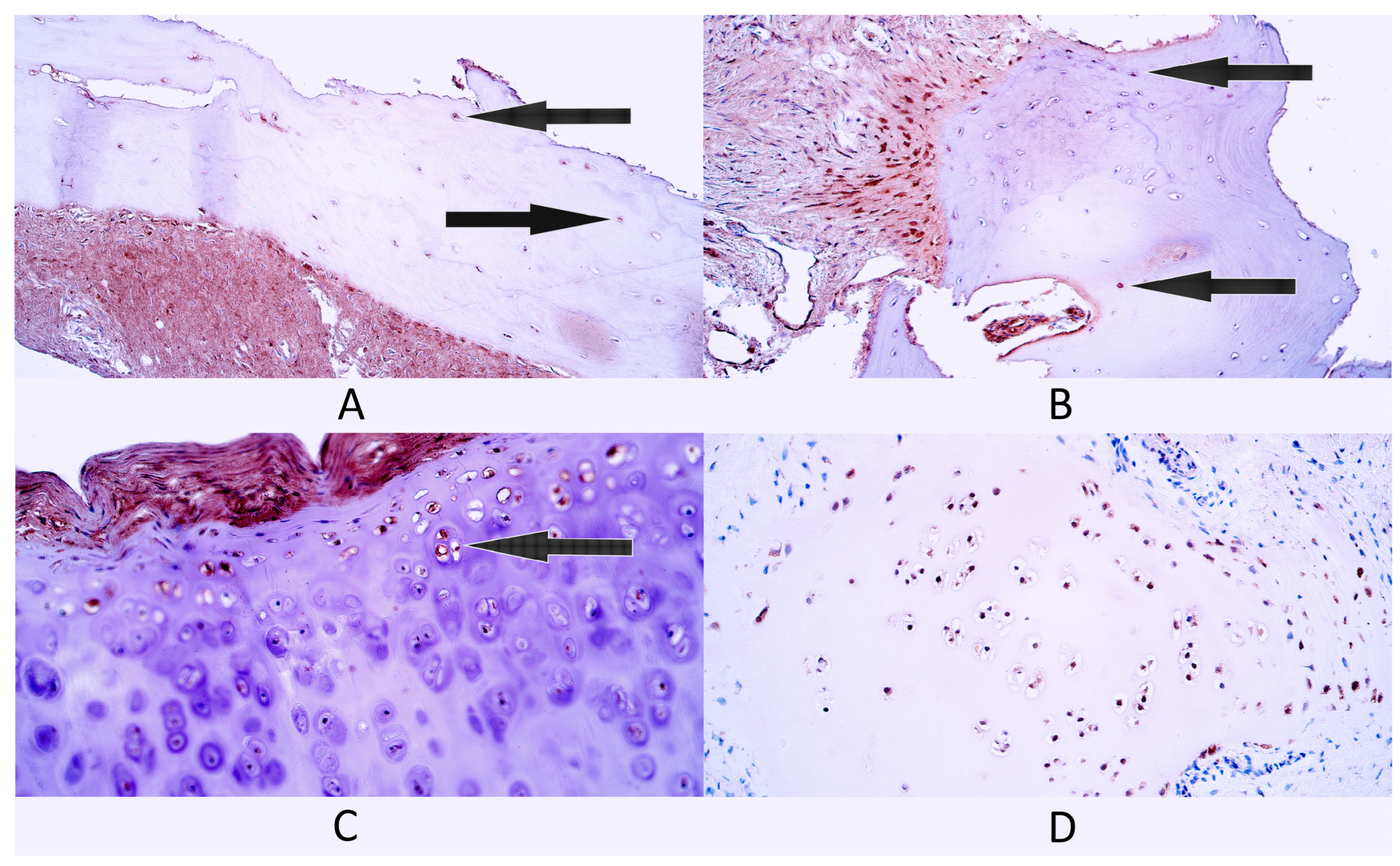 Diagnostics 14 02217 g004
