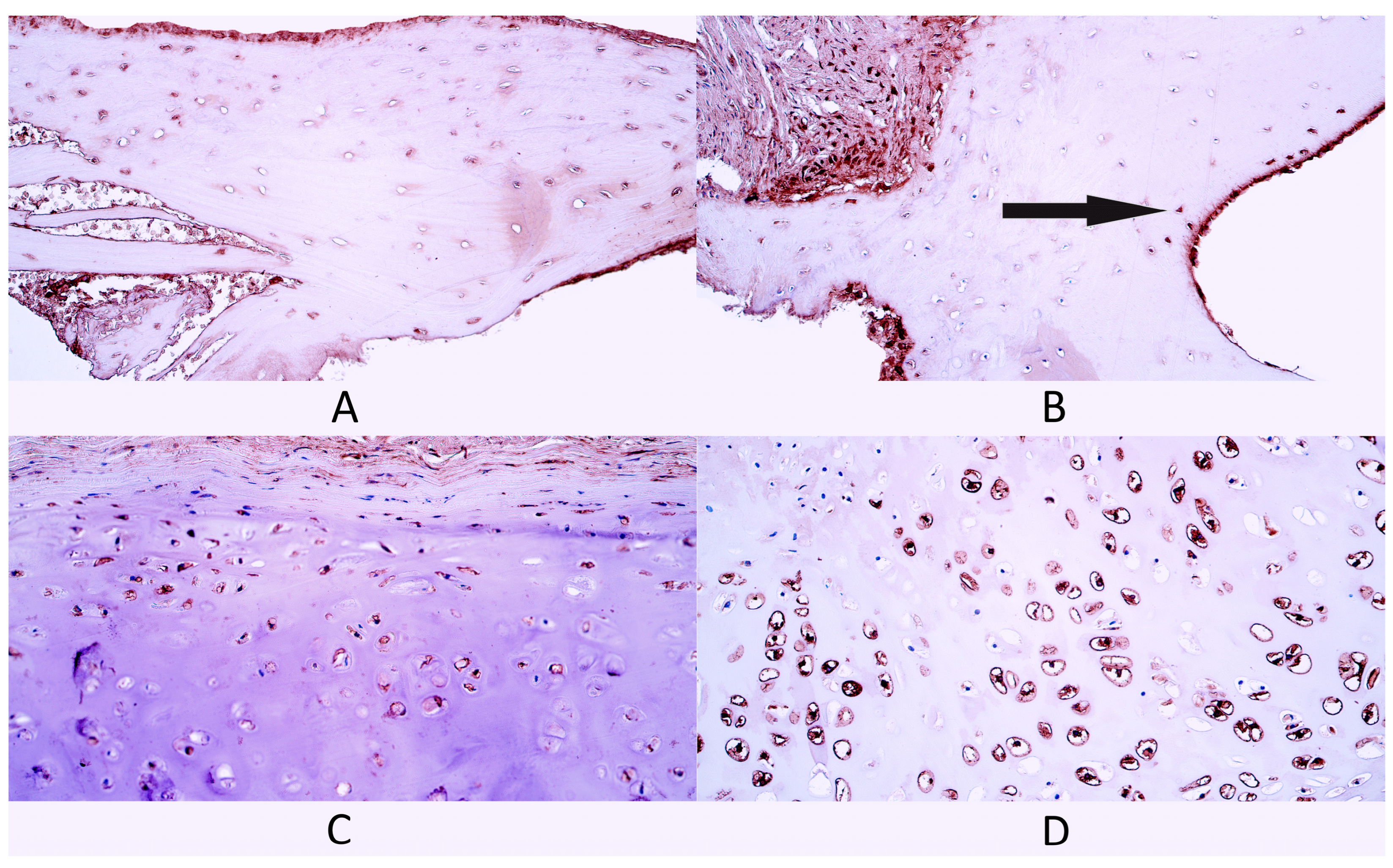 Diagnostics 14 02217 g005