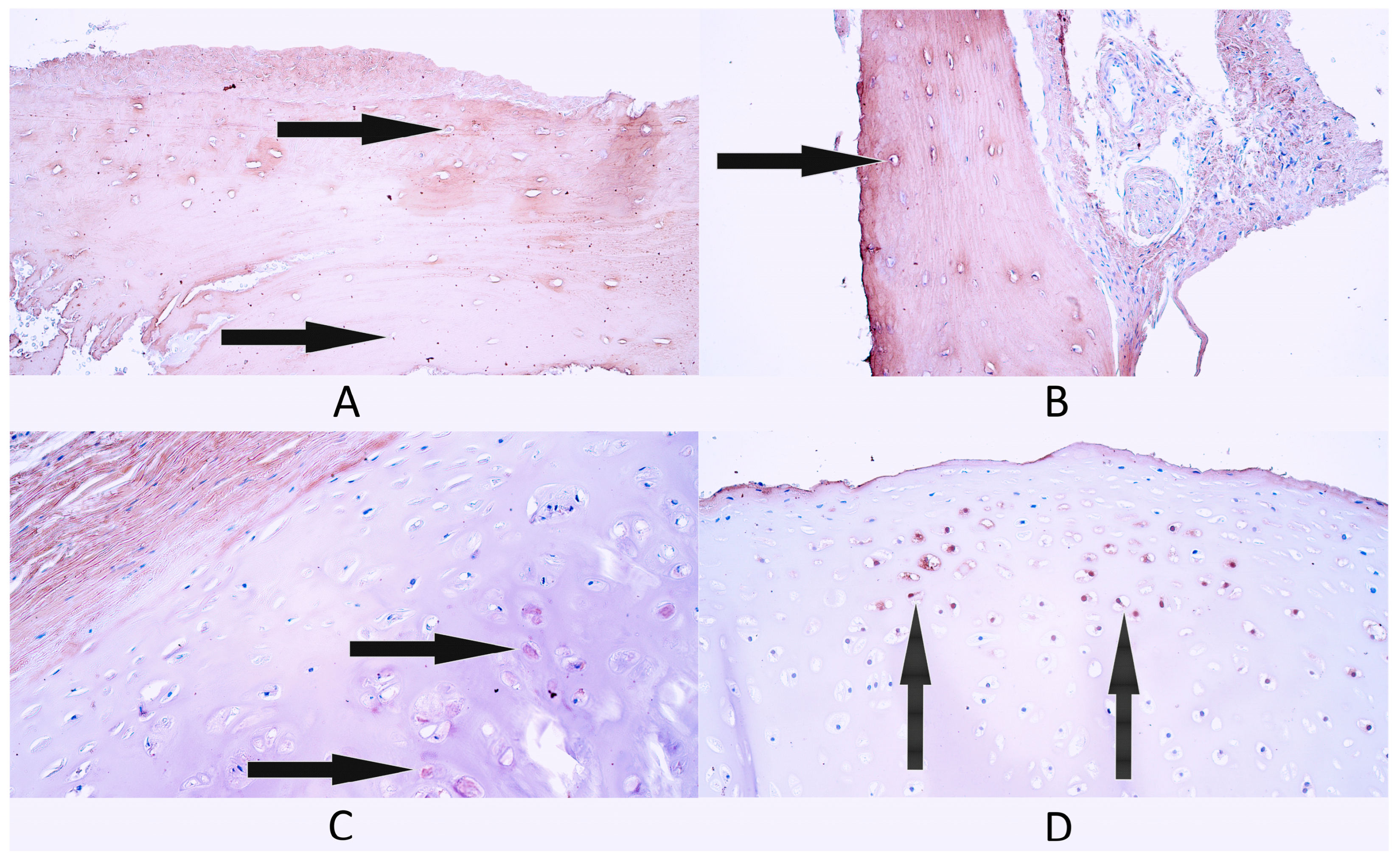 Diagnostics 14 02217 g007