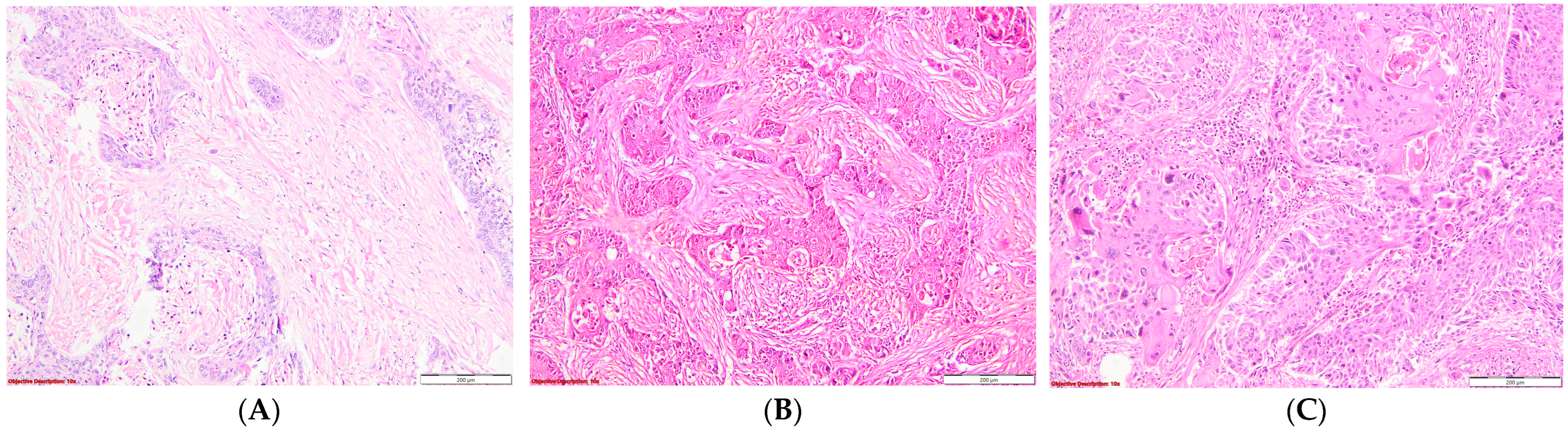 Diagnostics 14 02264 g001