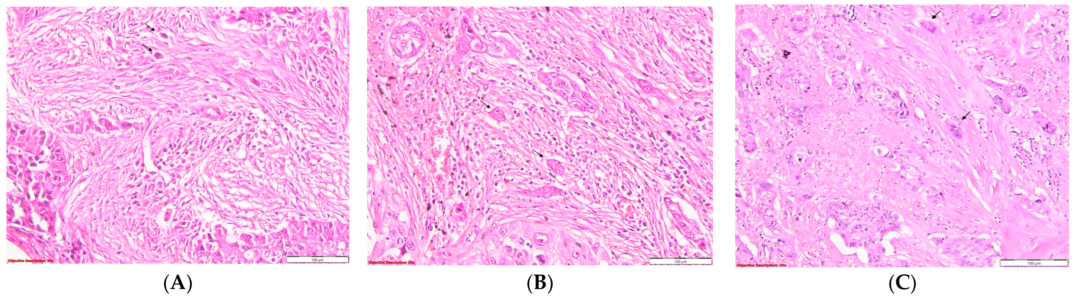 Diagnostics 14 02264 g005