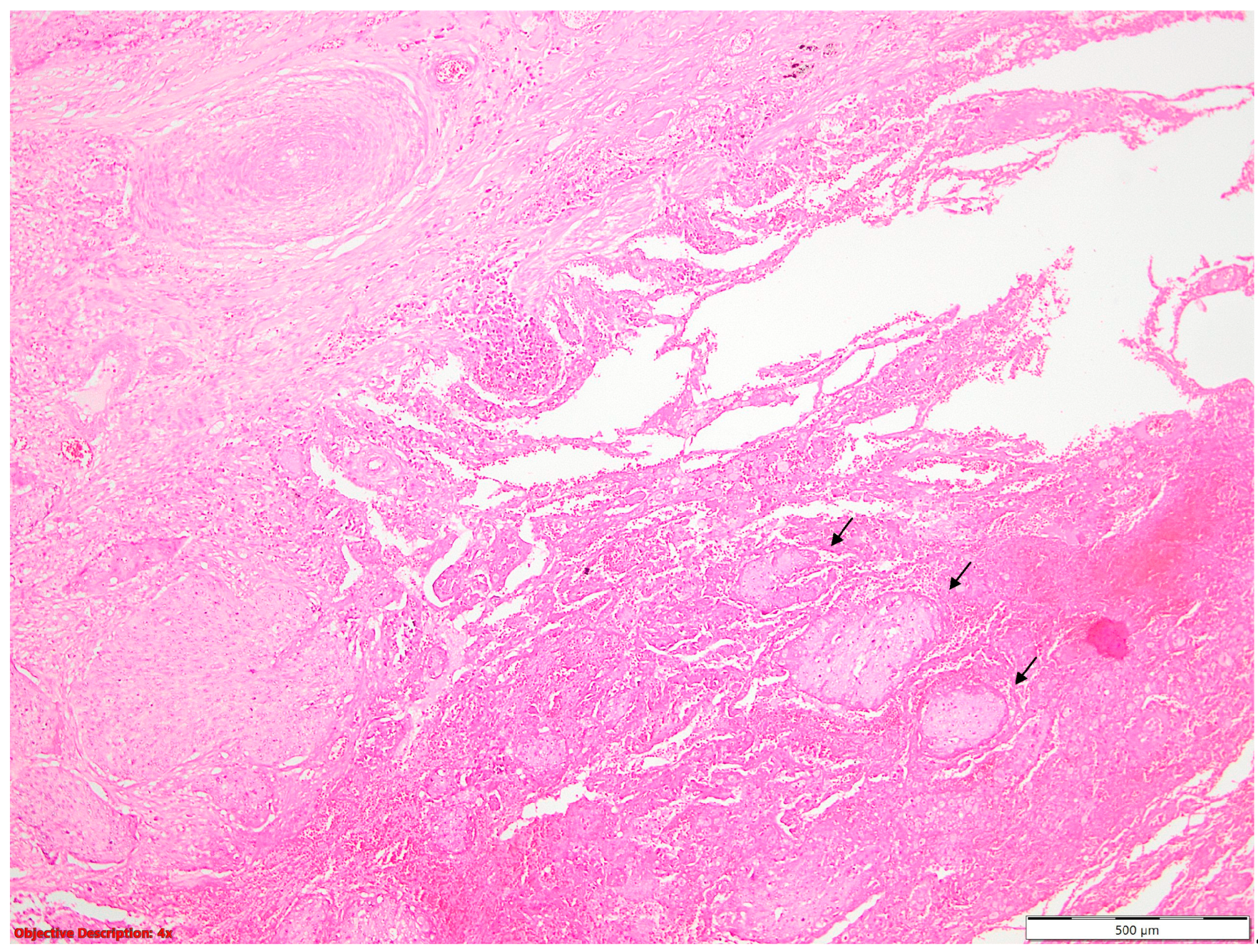 Diagnostics 14 02264 g008