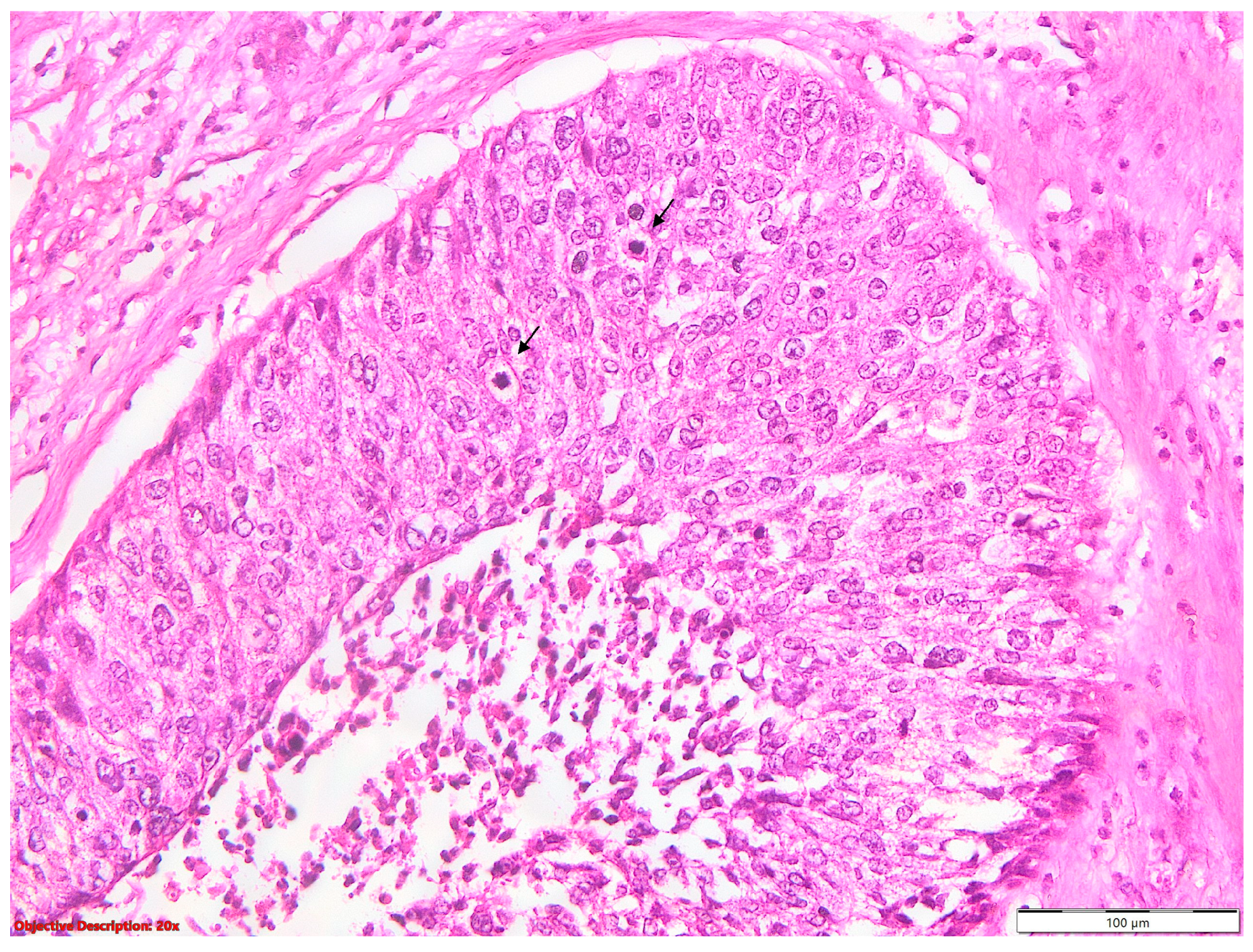 Diagnostics 14 02264 g009