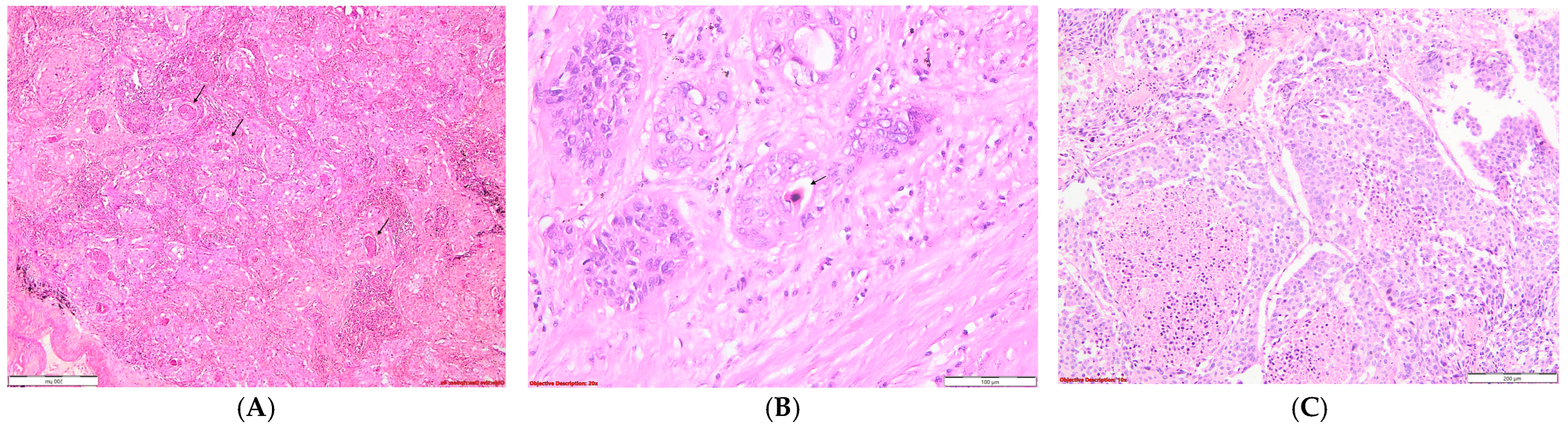 Diagnostics 14 02264 g011