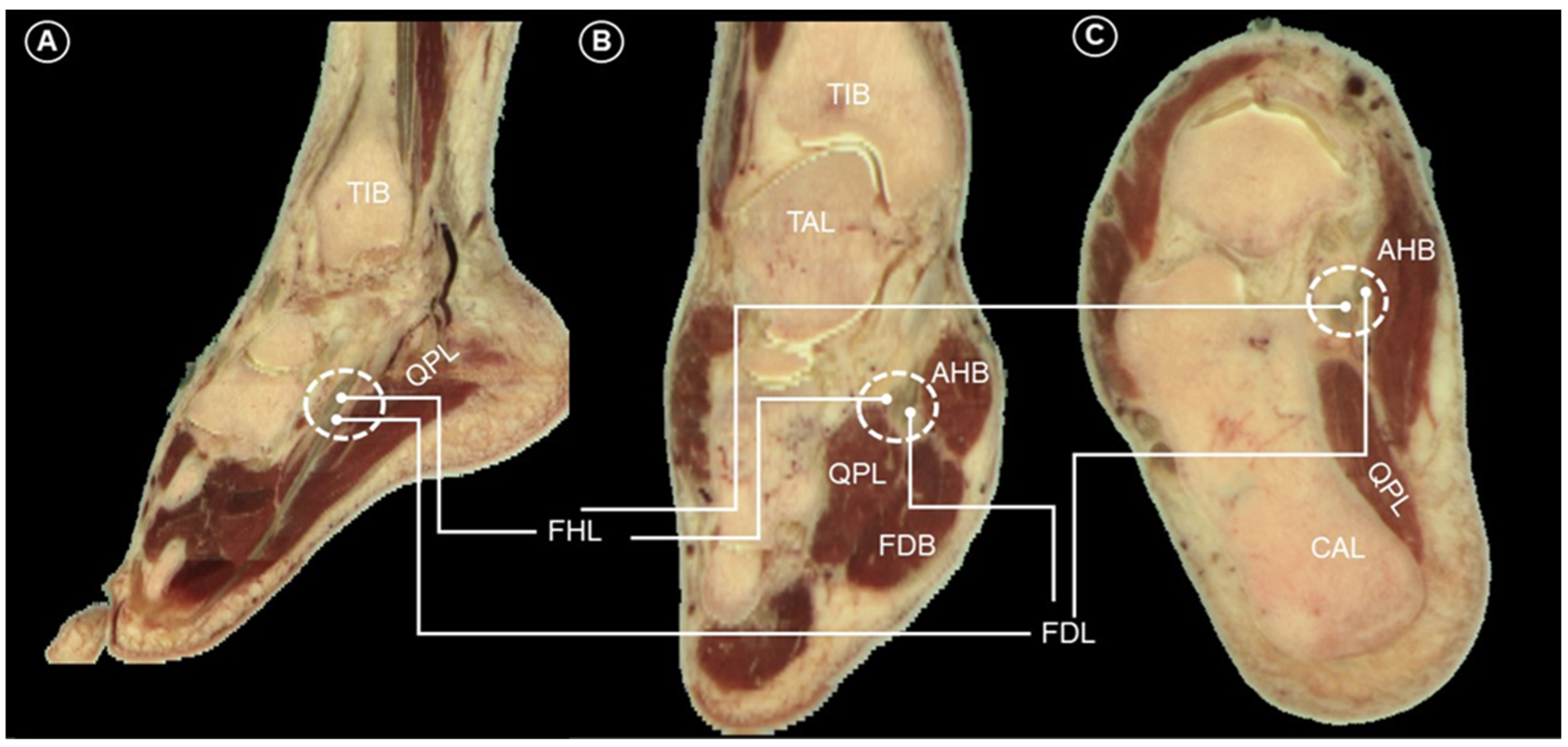 Diagnostics 14 02266 g002