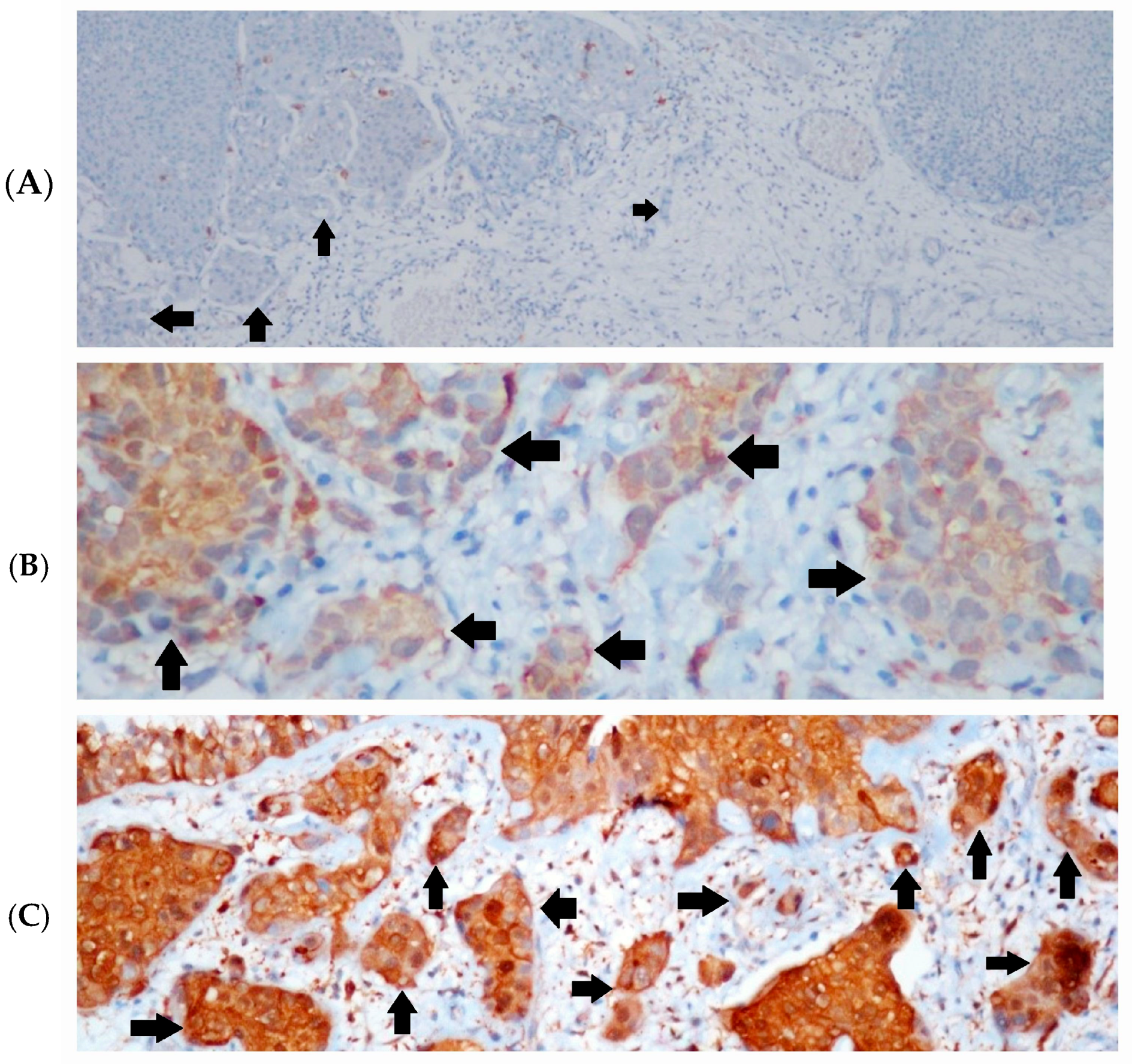 Diagnostics 14 02270 g001