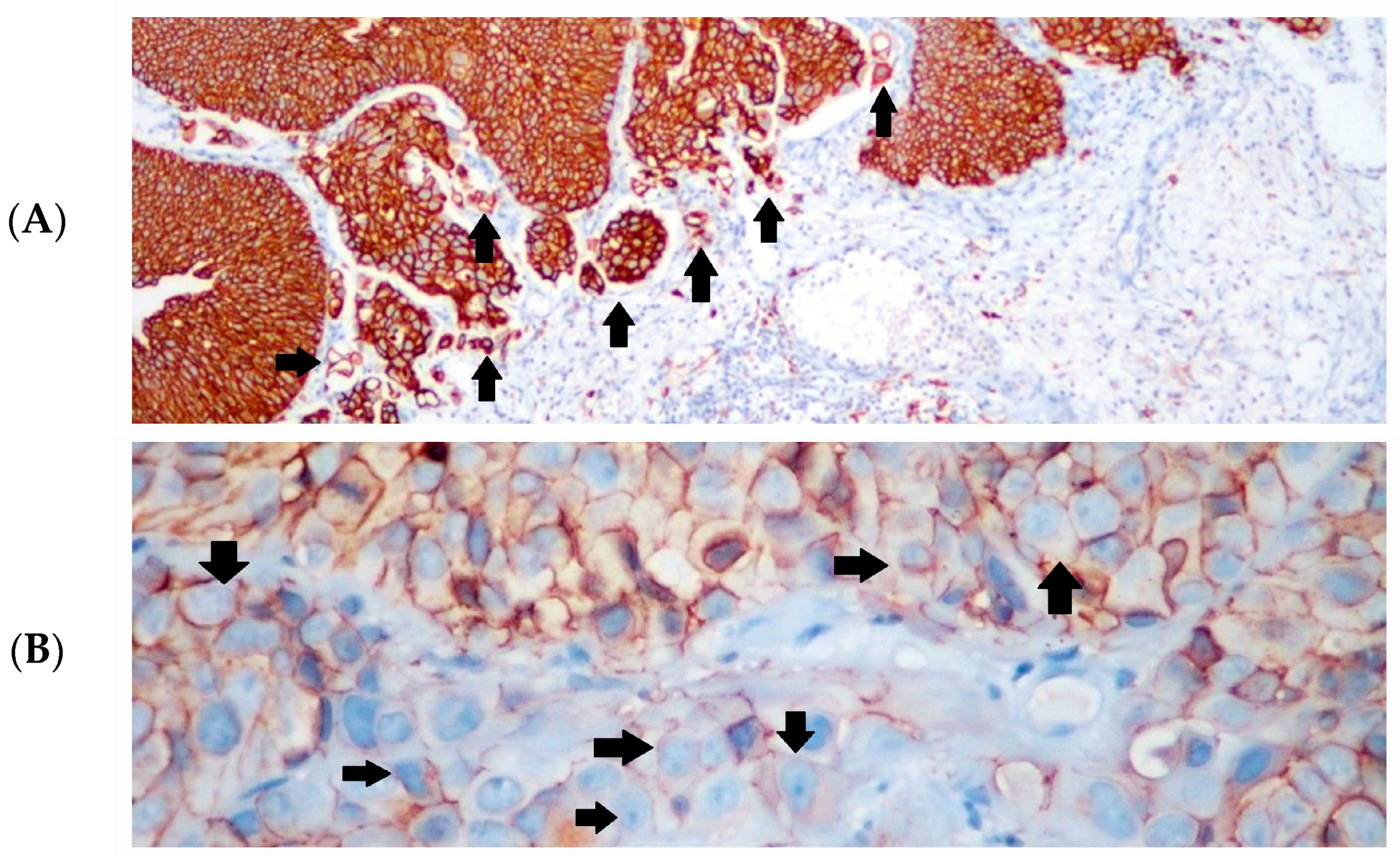 Diagnostics 14 02270 g002a