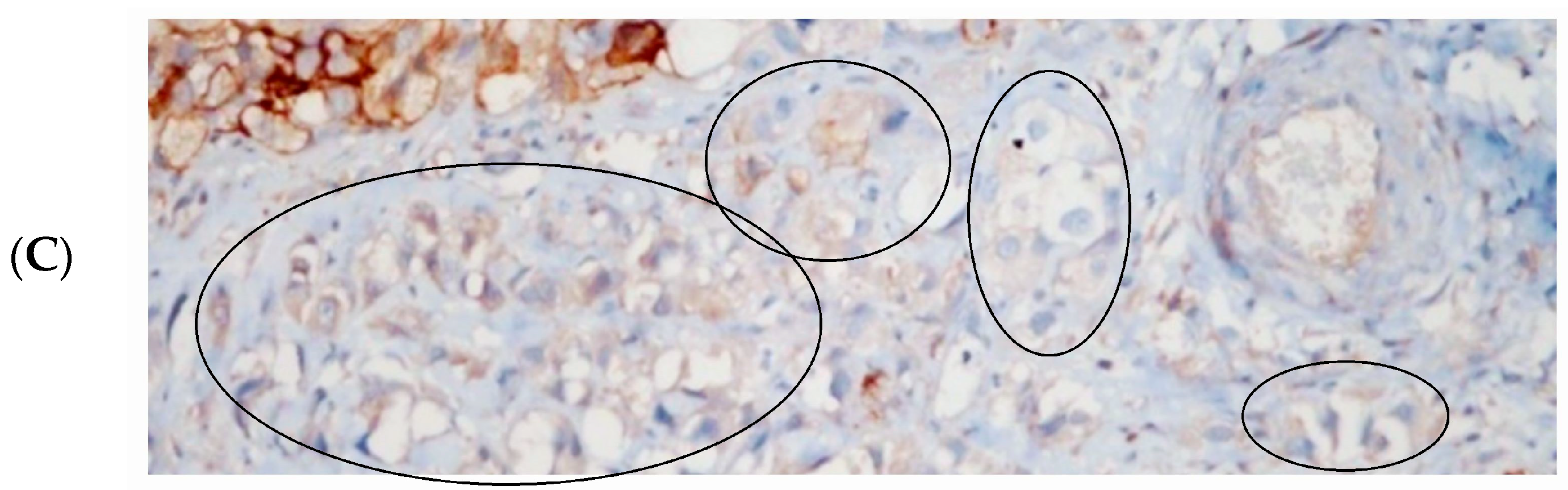 Diagnostics 14 02270 g002b