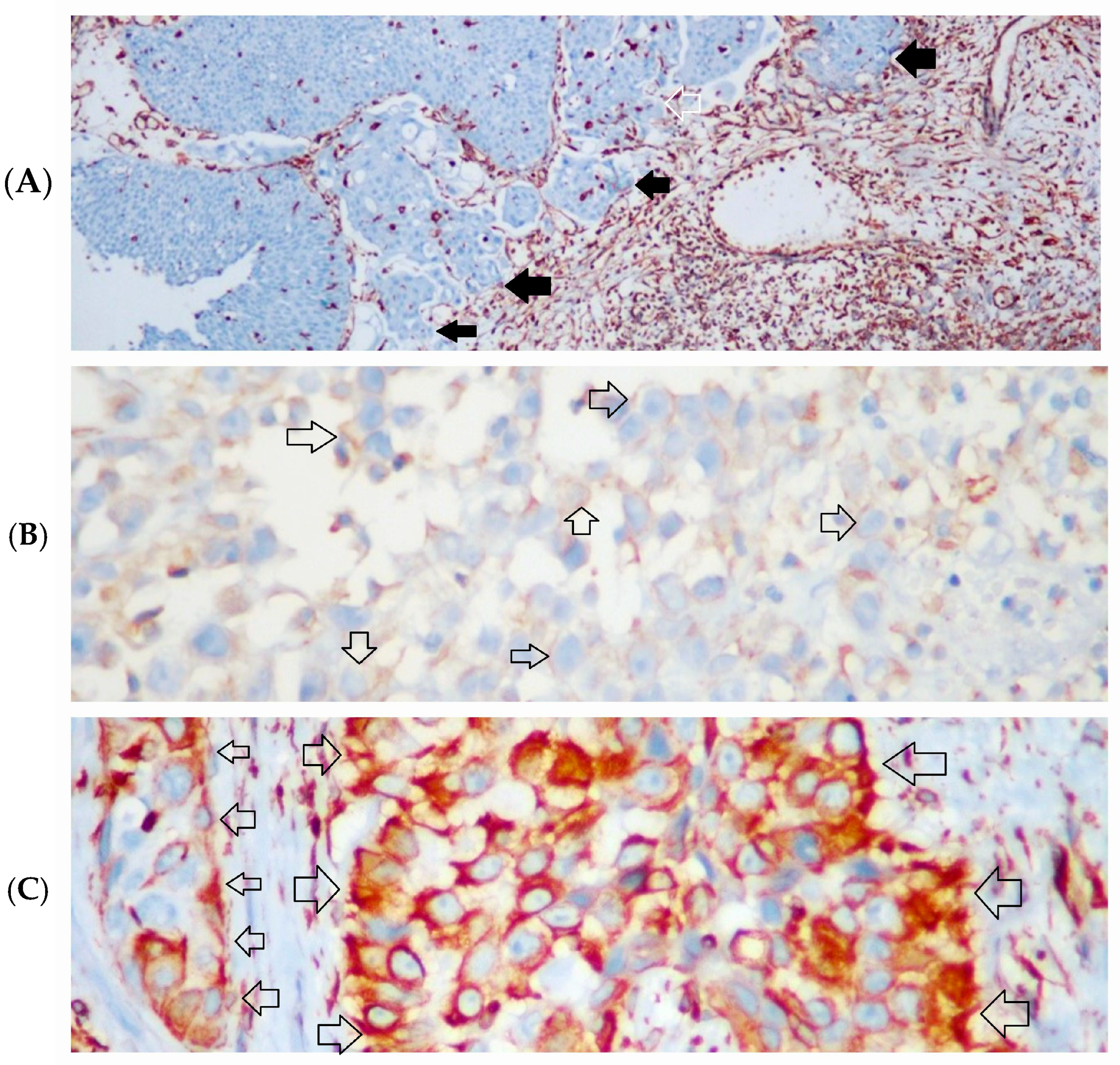 Diagnostics 14 02270 g003