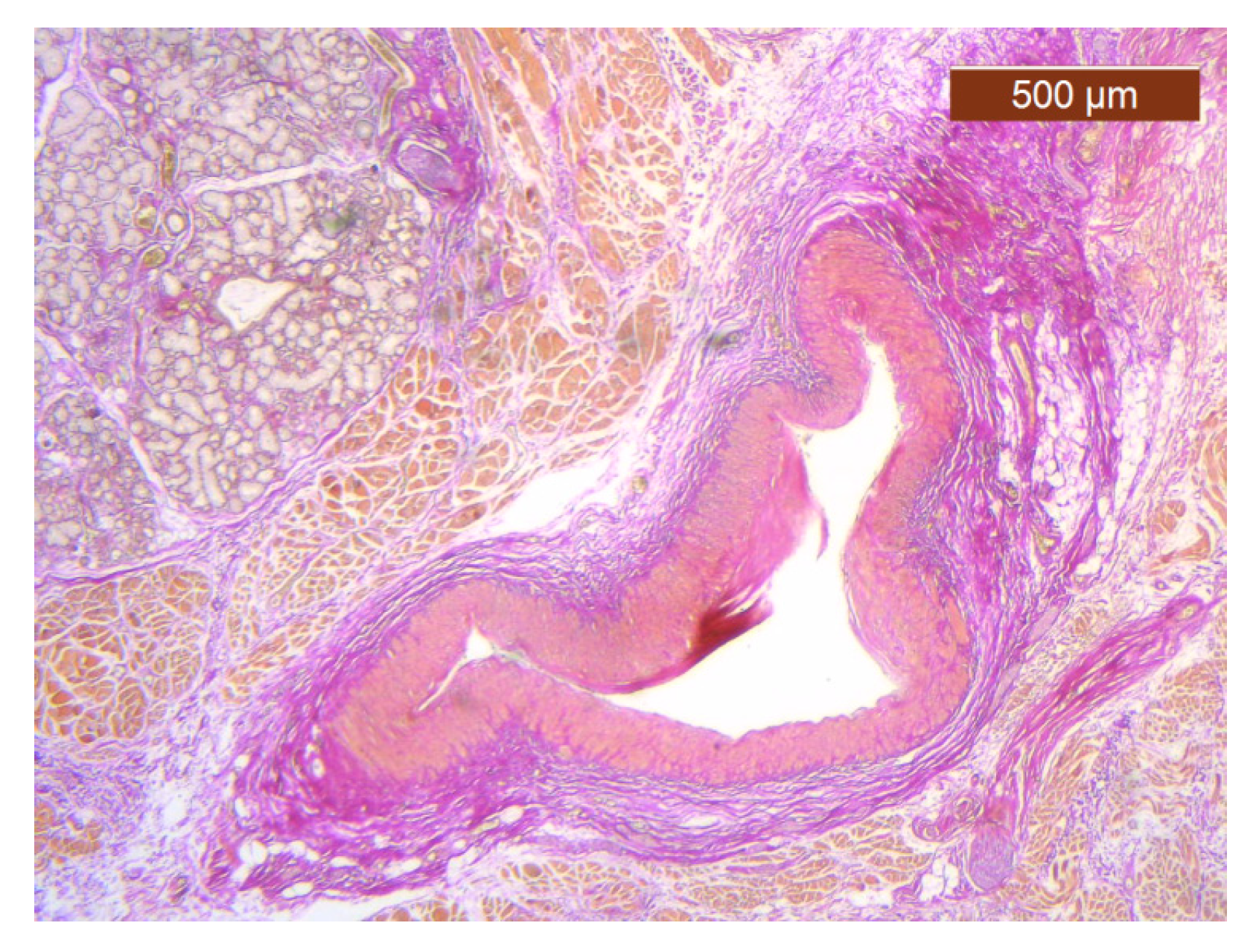 Diagnostics 14 02294 g027