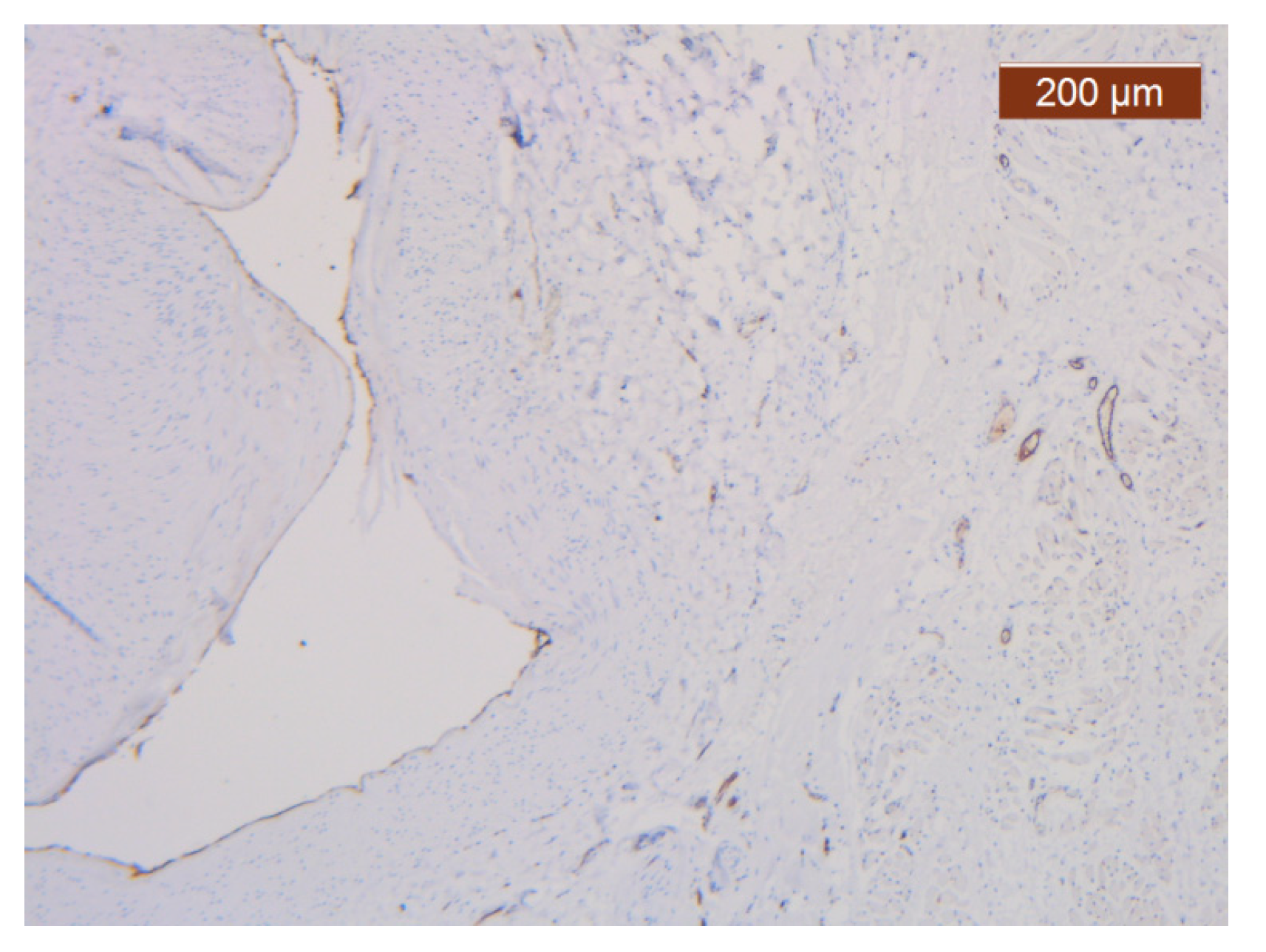 Diagnostics 14 02294 g028