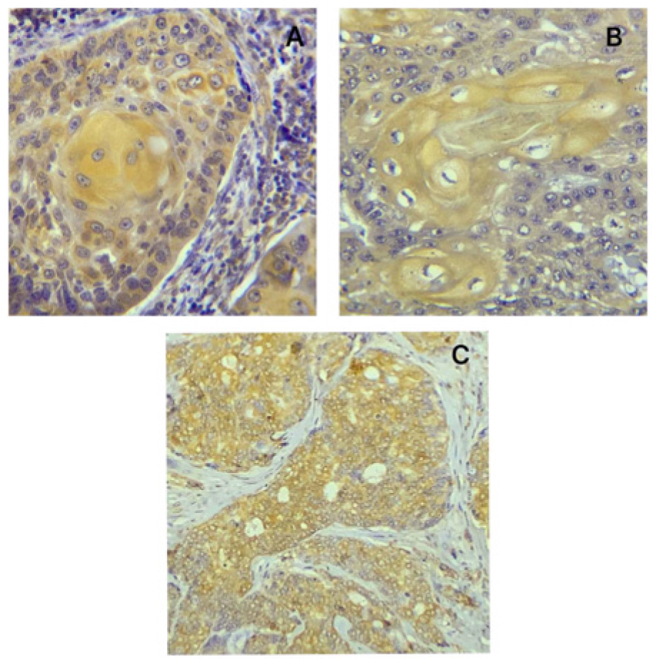 Diagnostics 14 02315 g001
