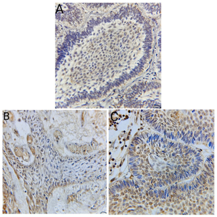 Diagnostics 14 02315 g002