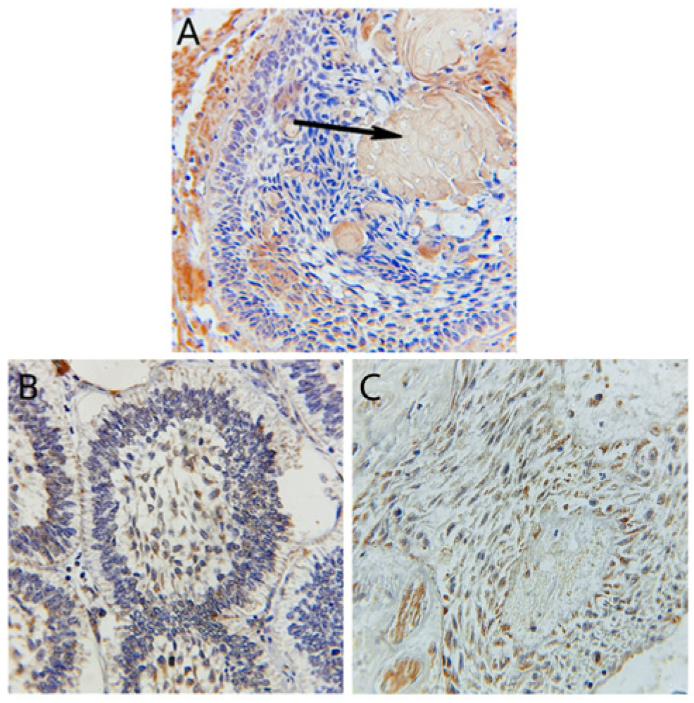 Diagnostics 14 02315 g003