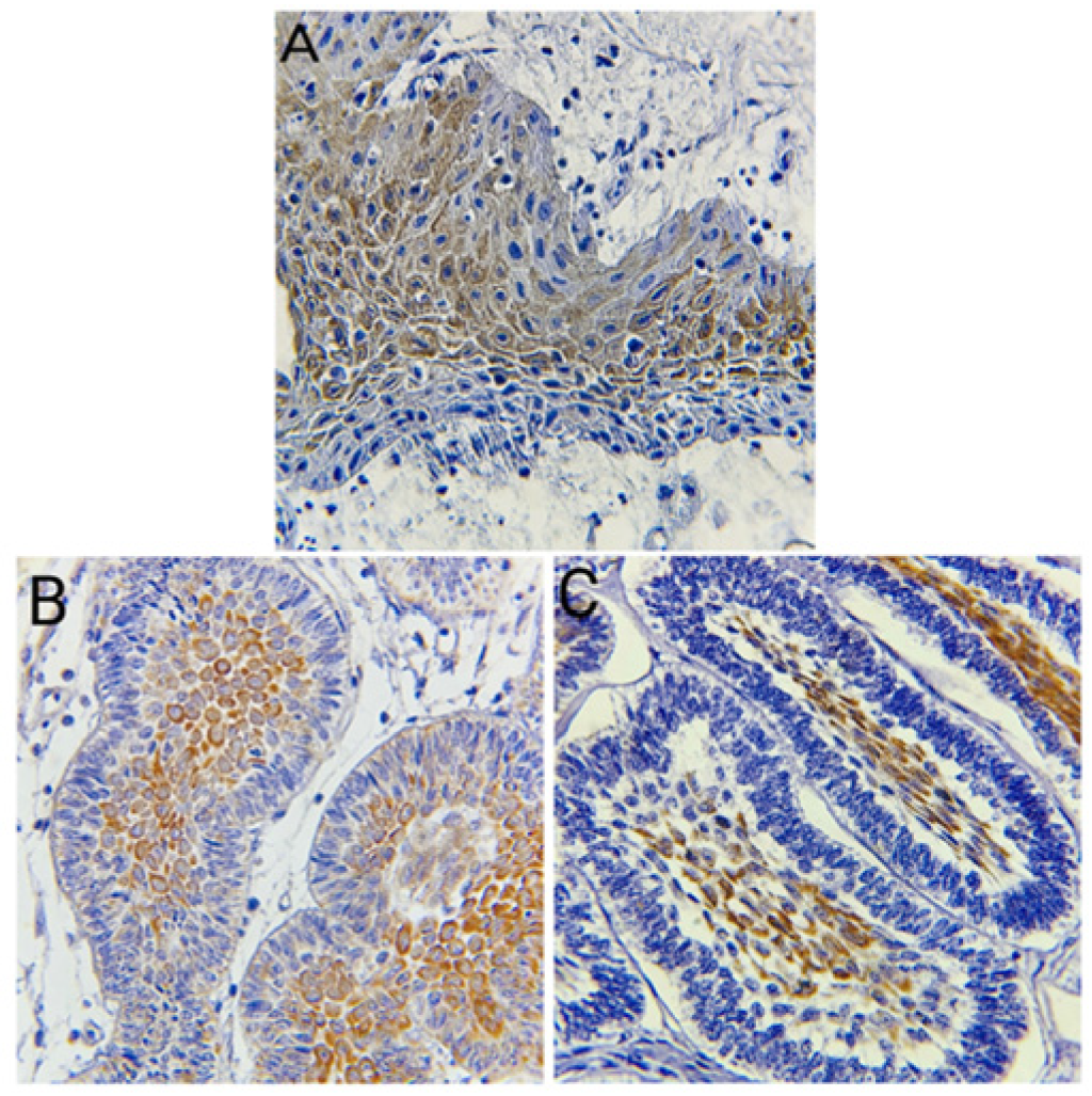 Diagnostics 14 02315 g004
