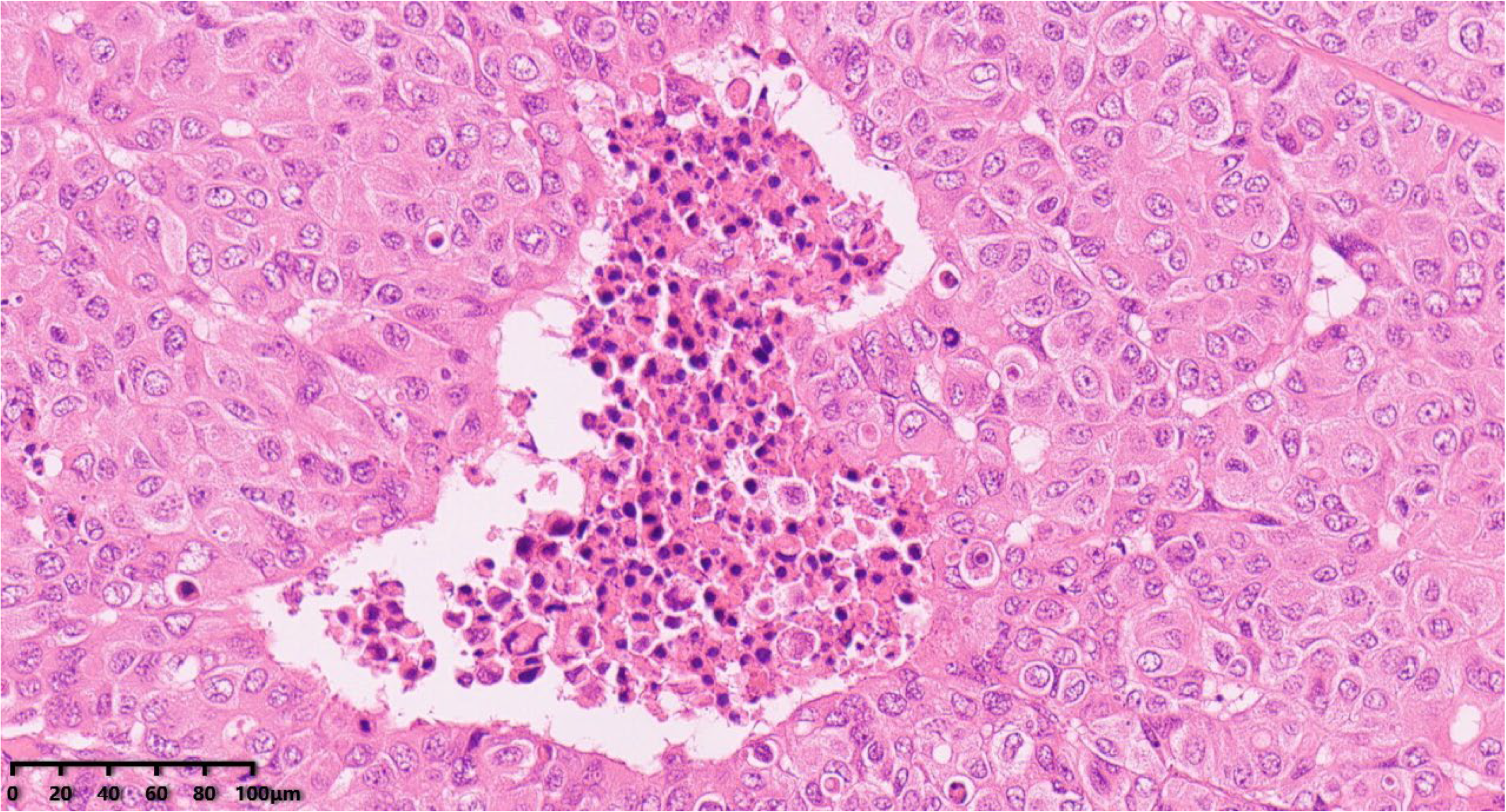 Diagnostics 14 02347 g005