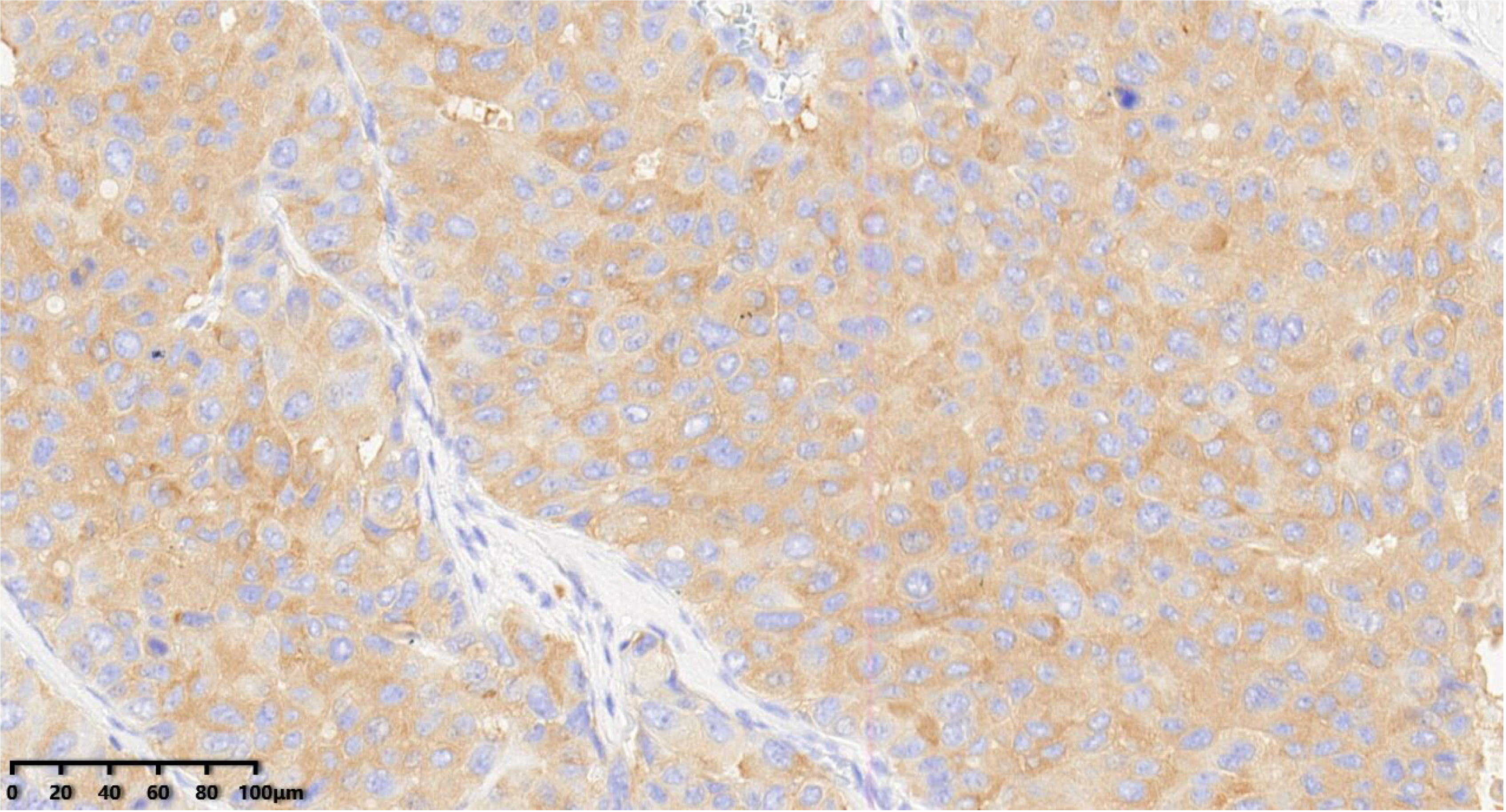 Diagnostics 14 02347 g008