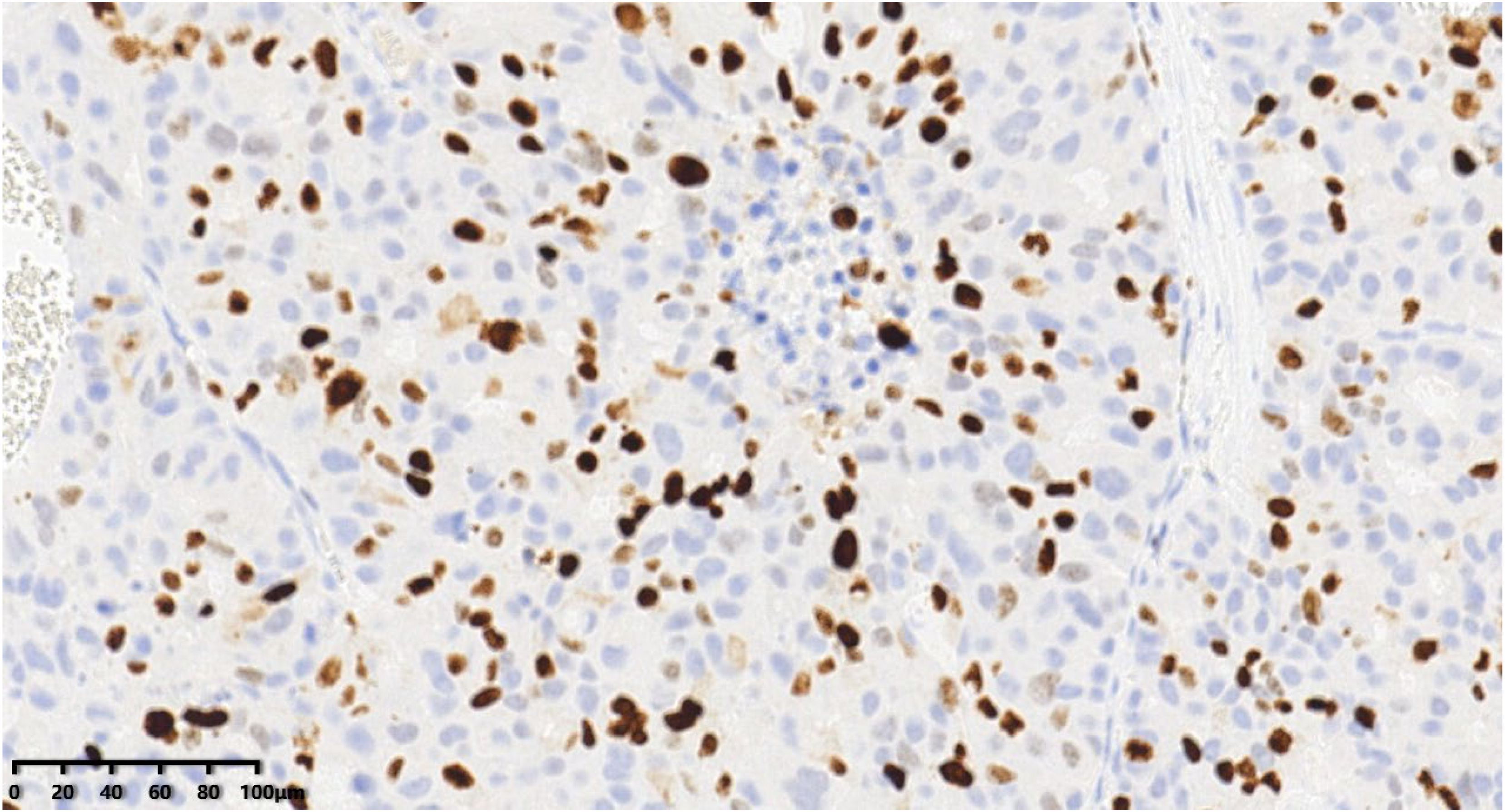 Diagnostics 14 02347 g013