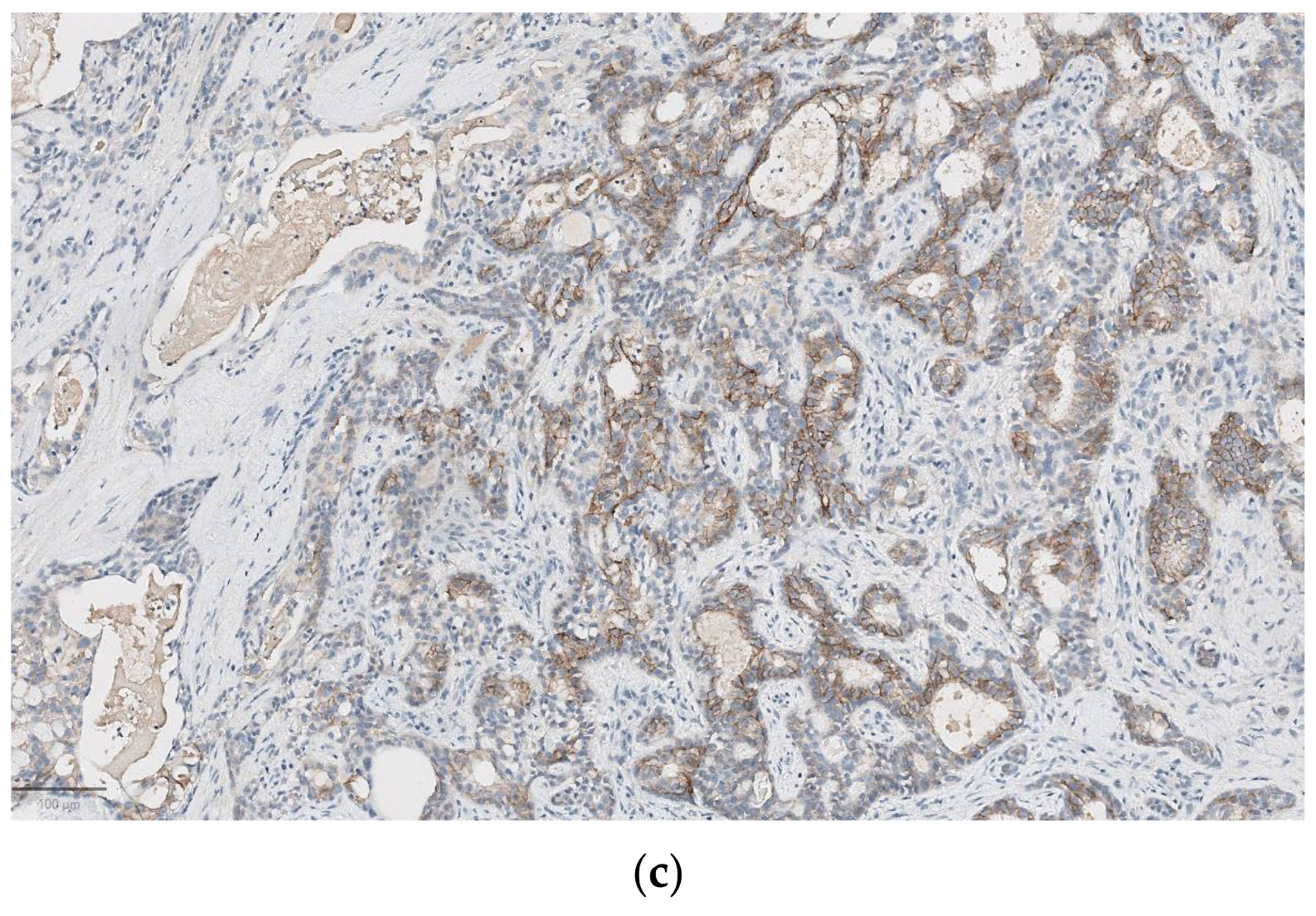 Diagnostics 14 02365 g002b Diagnostics 14 02365 g002b