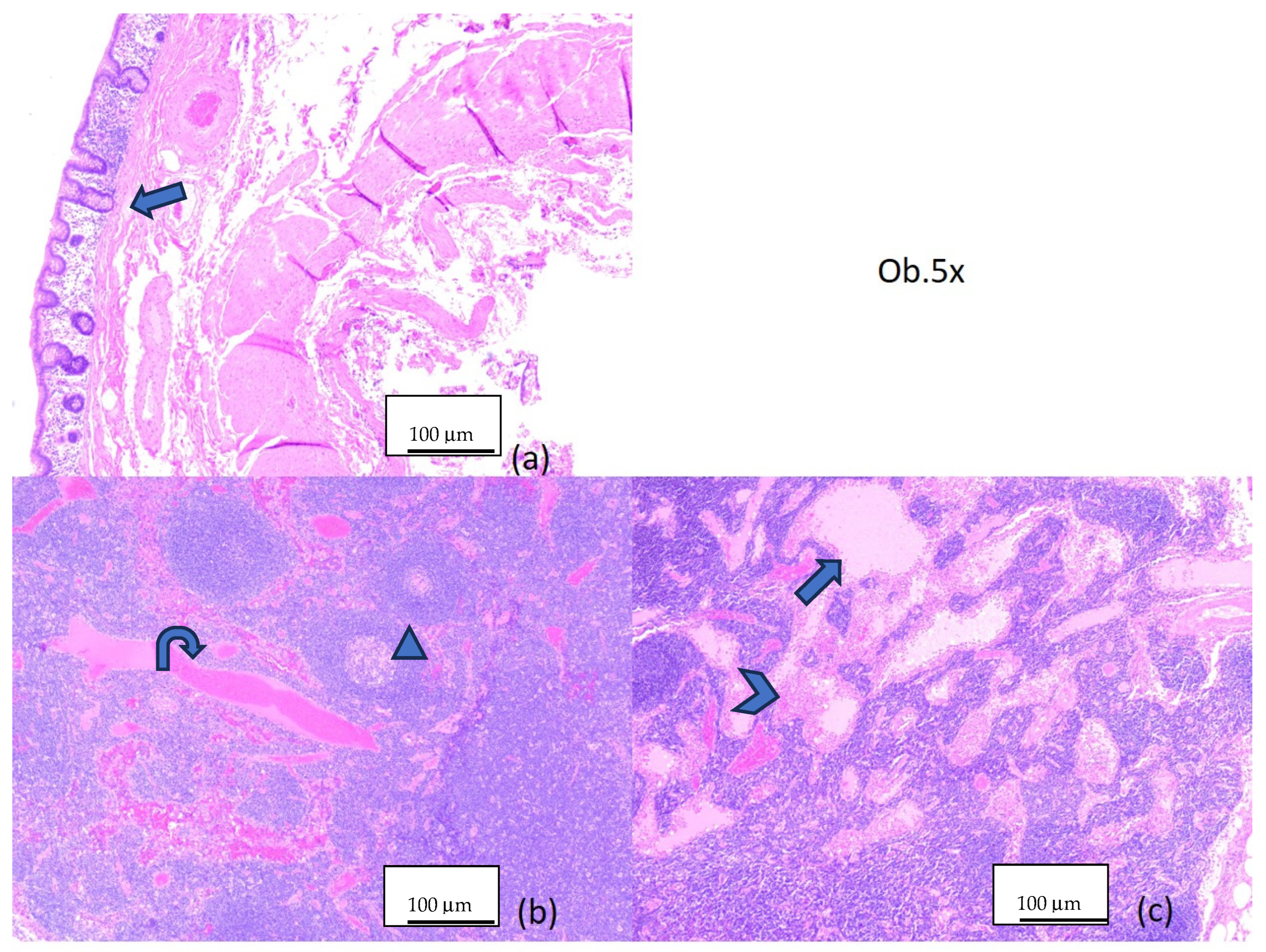 Diagnostics 14 02429 g005
