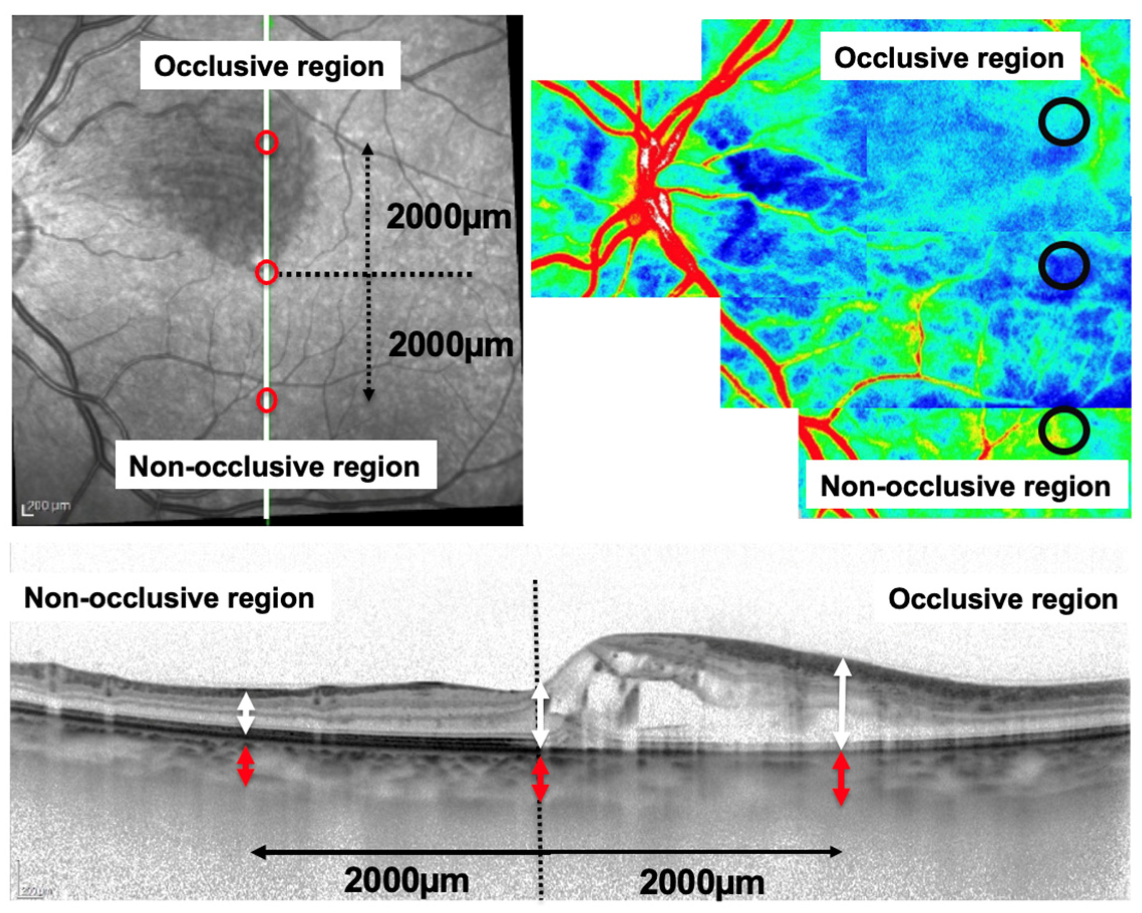 Diagnostics 14 02484 g001 Diagnostics 14 02484 g001