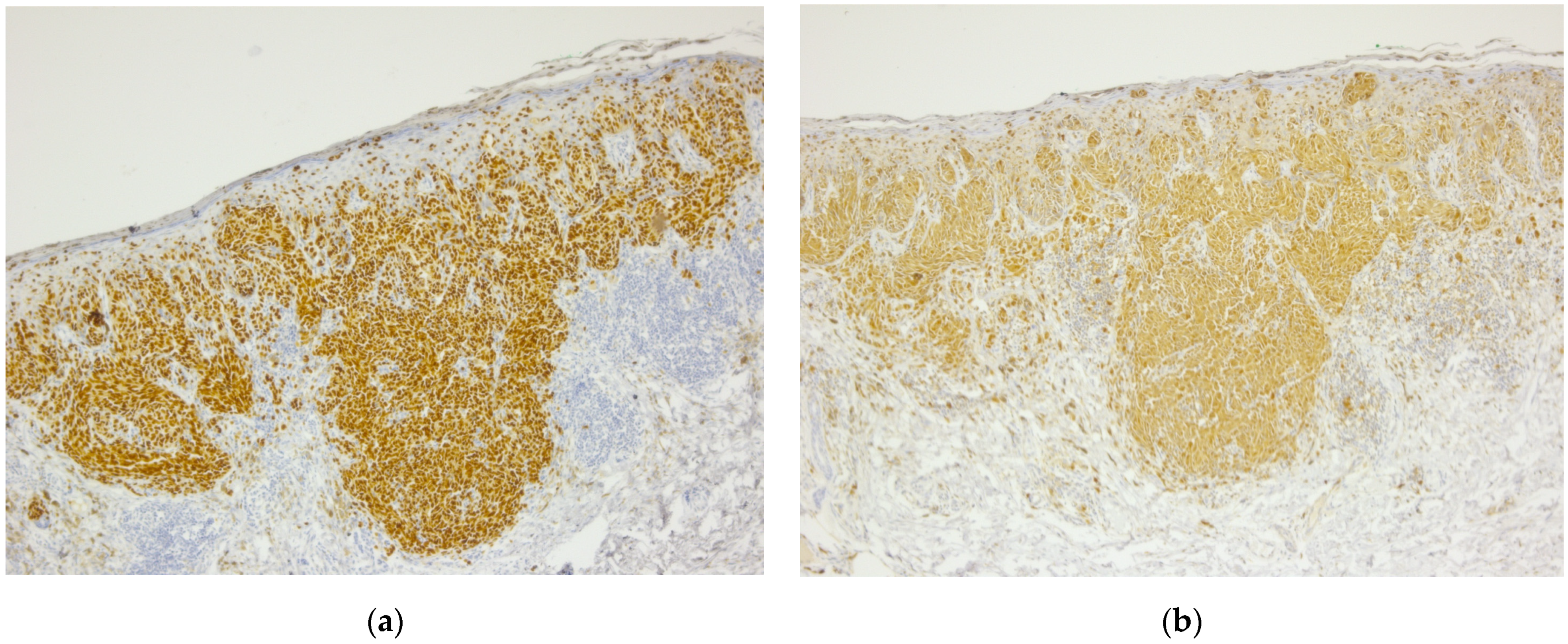 Diagnostics 14 02510 g002