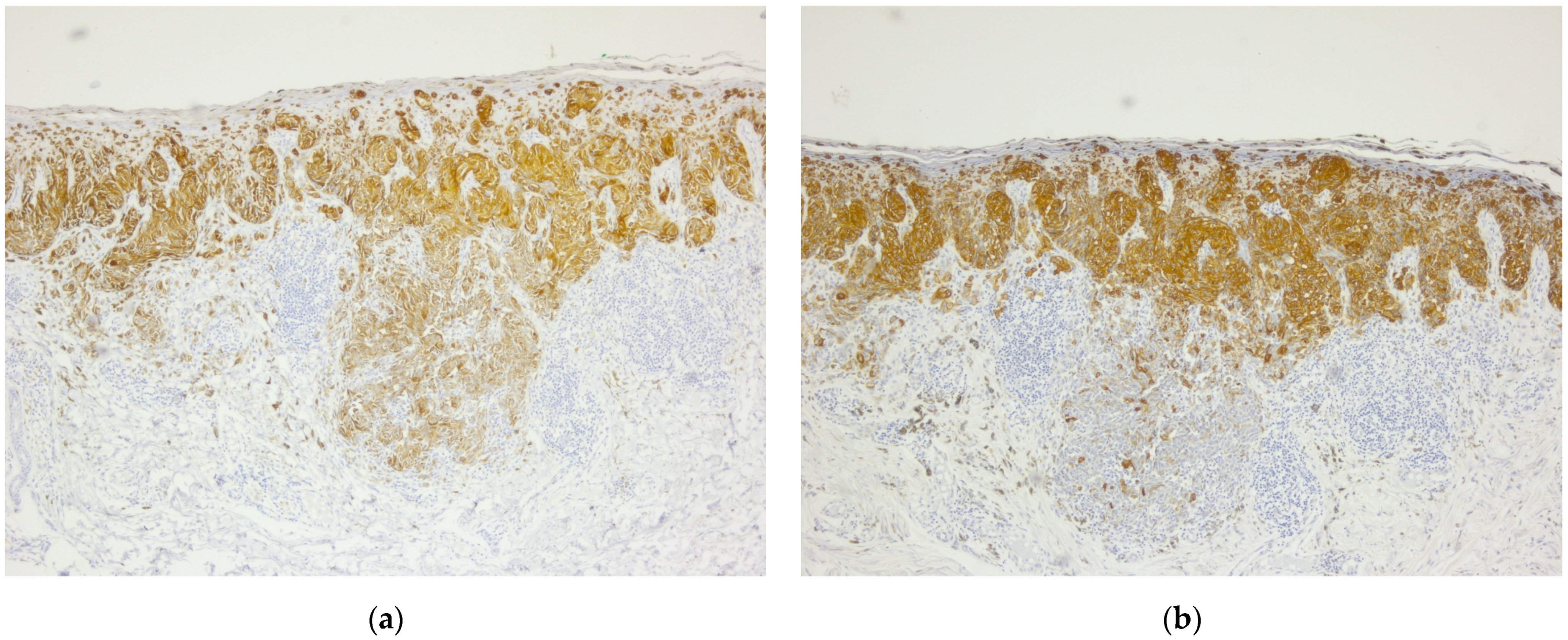 Diagnostics 14 02510 g003