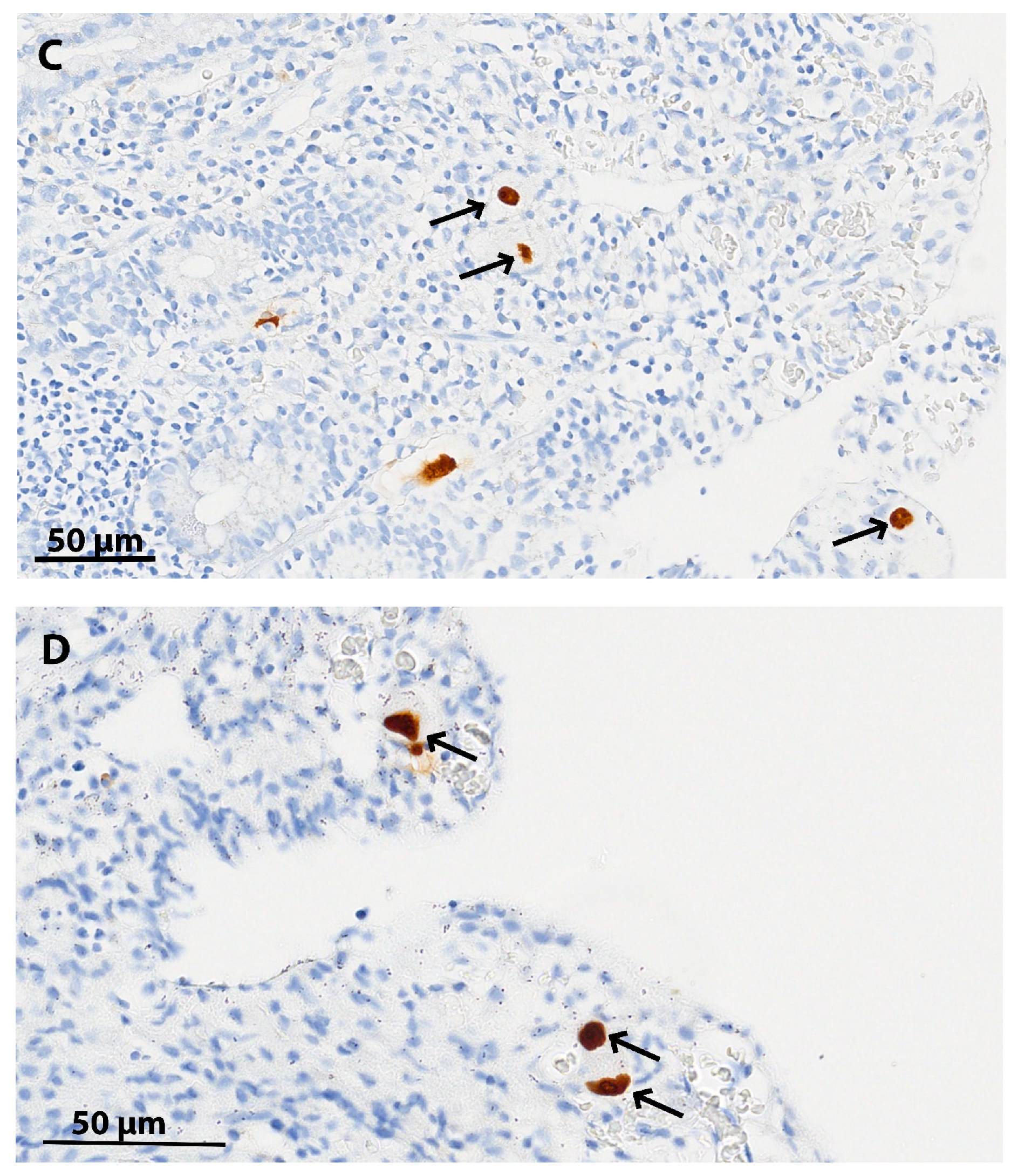 Diagnostics 14 02633 g001b