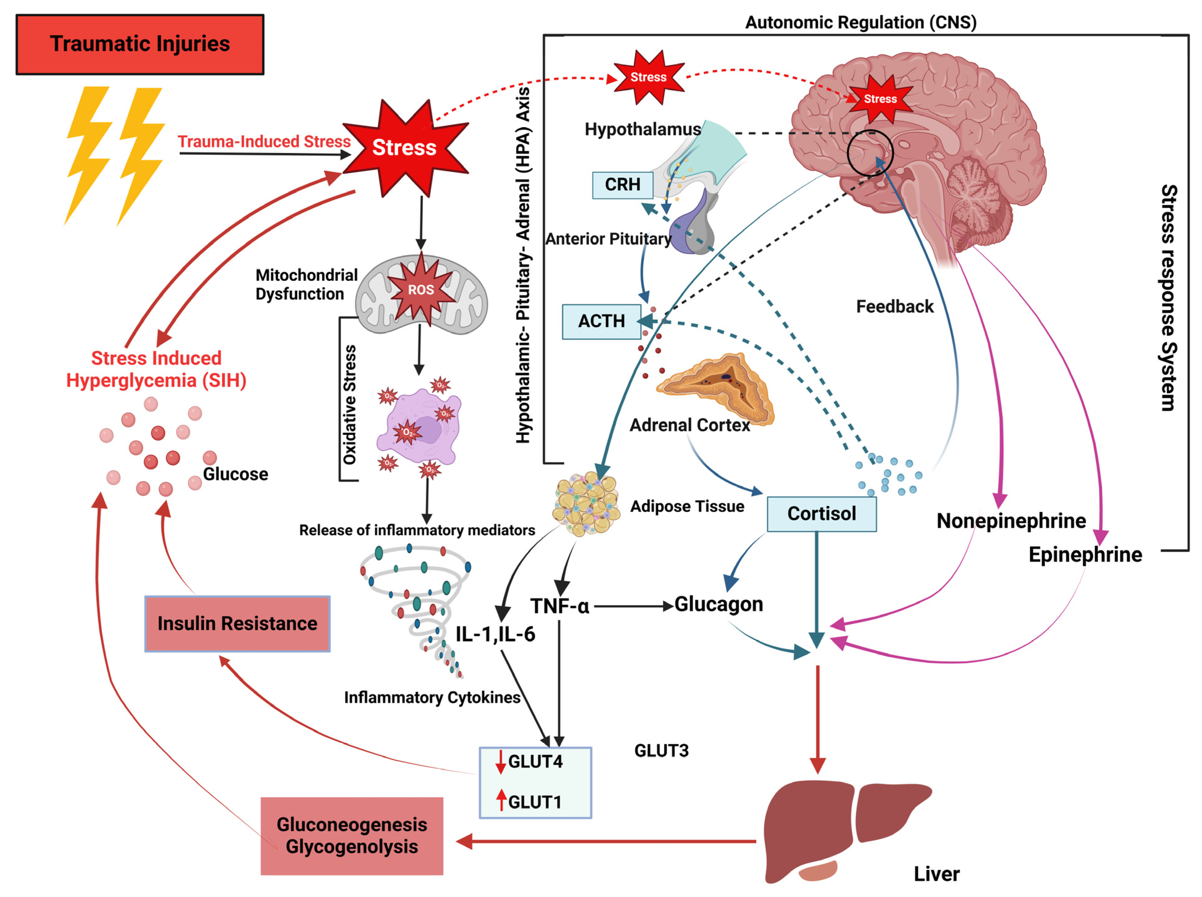 Diagnostics 14 02649 g001