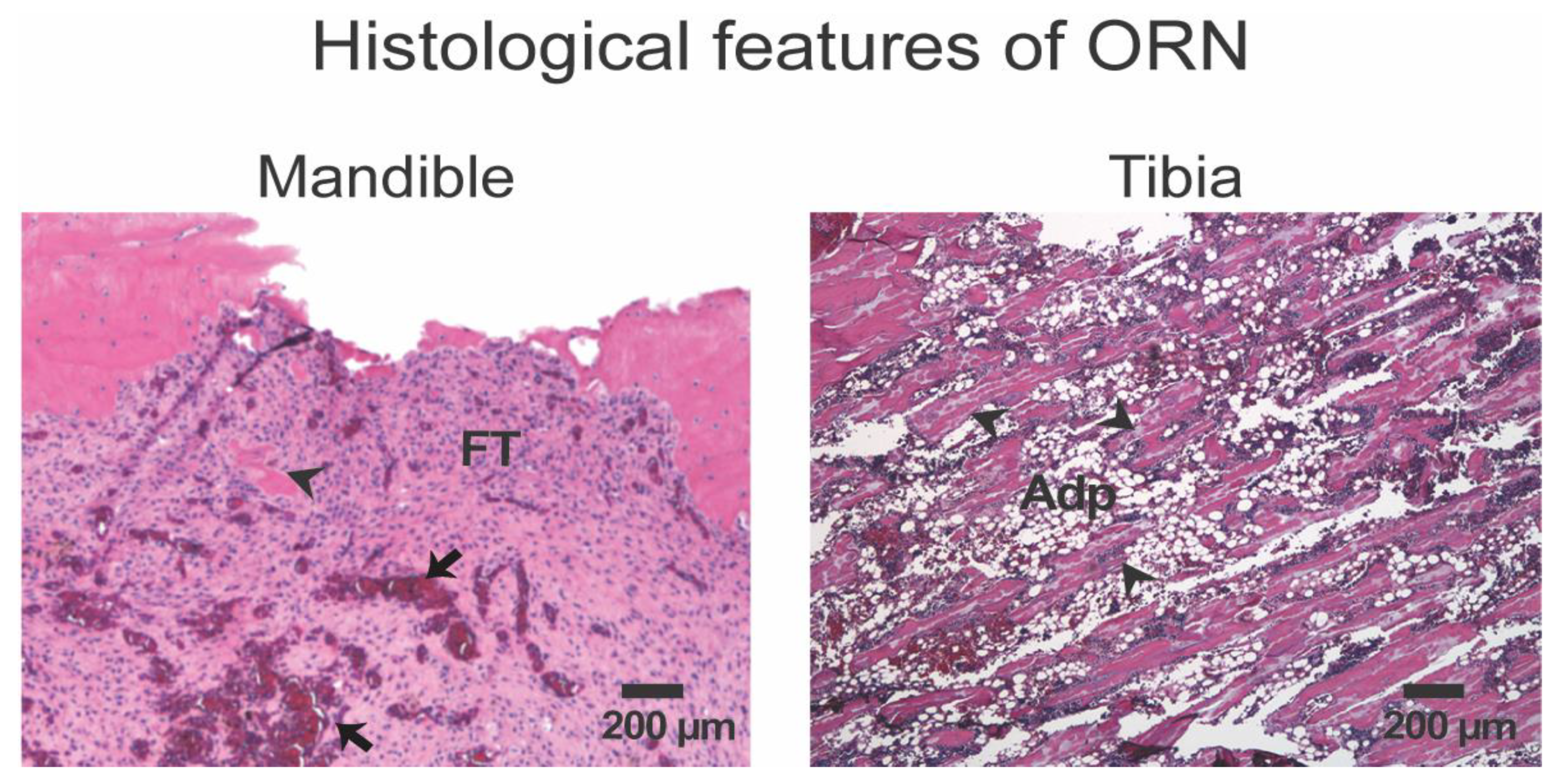 Diagnostics 14 02676 g002