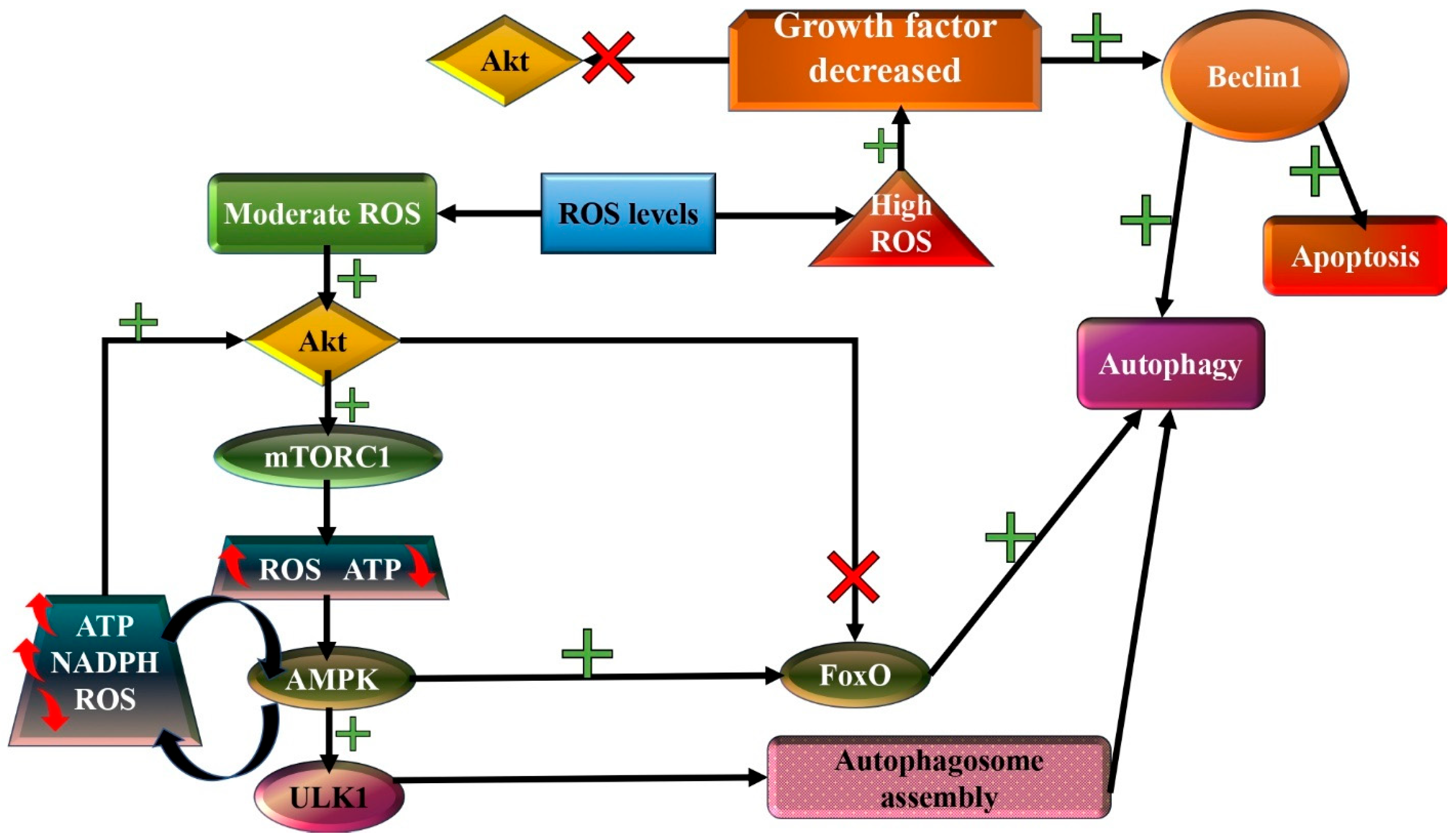 Frontiers | Gan-jiang-ling-zhu decoction improves
