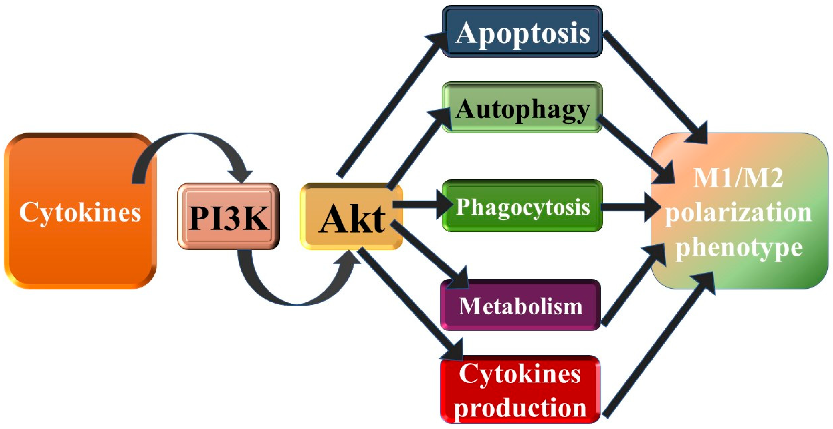Cell-Type-Specific ROS–AKT/mTOR–Autophagy Interplay—Should
