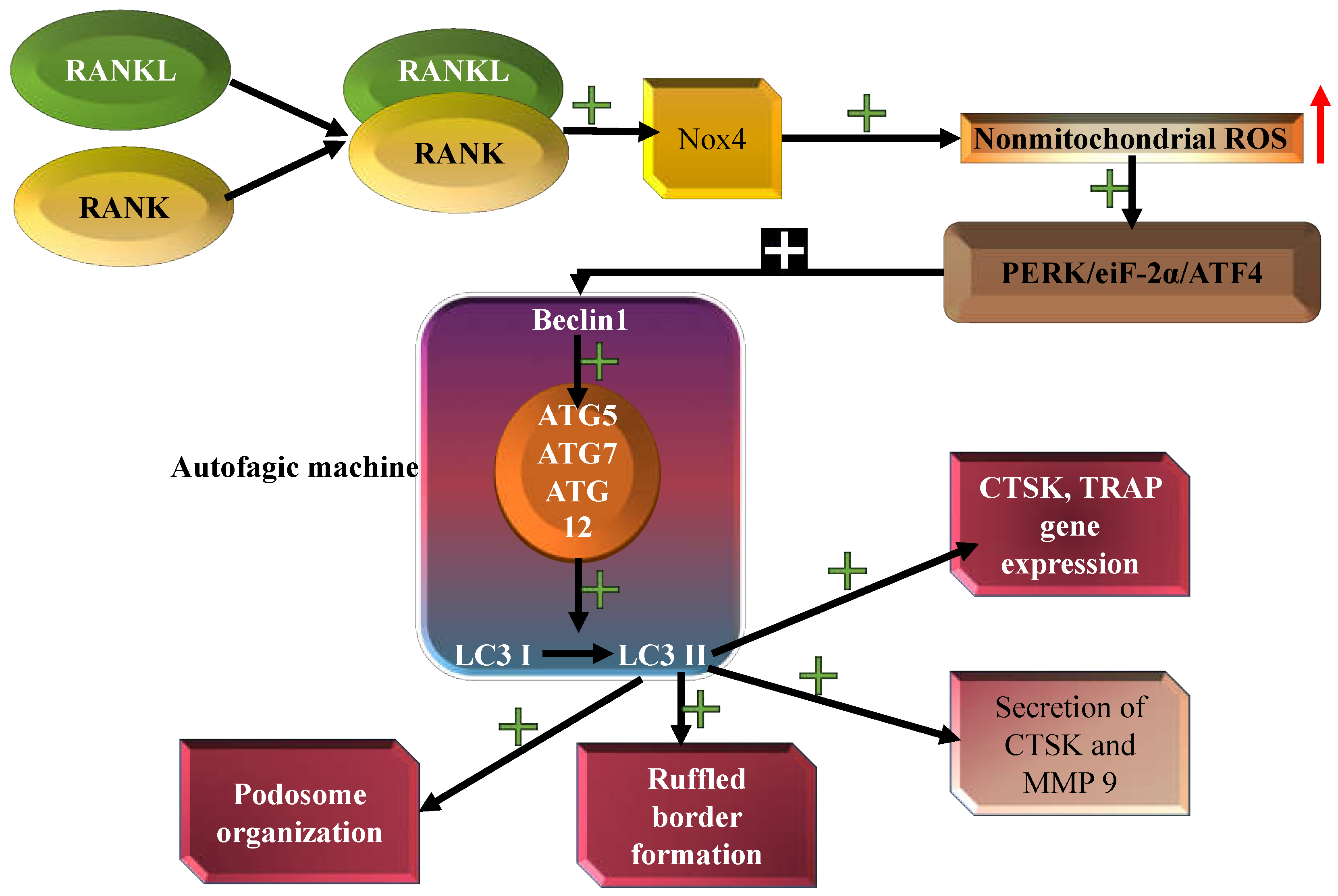 Cell-Type-Specific ROS–AKT/mTOR–Autophagy Interplay—Should