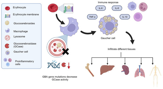 器官病理学 = Organ Pathology IgG4-related disease - The Lancet