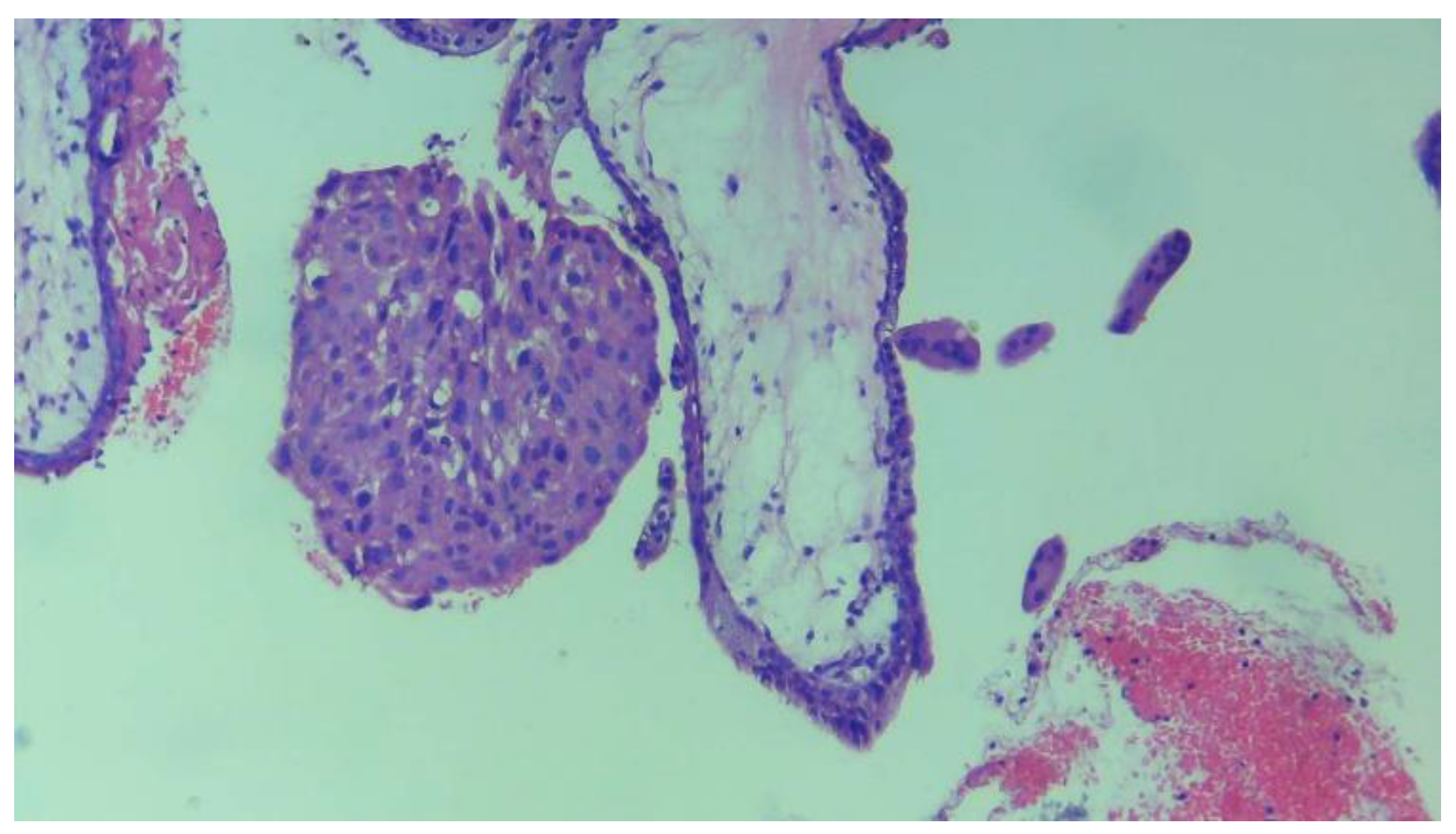 Diagnostics 14 02877 g003