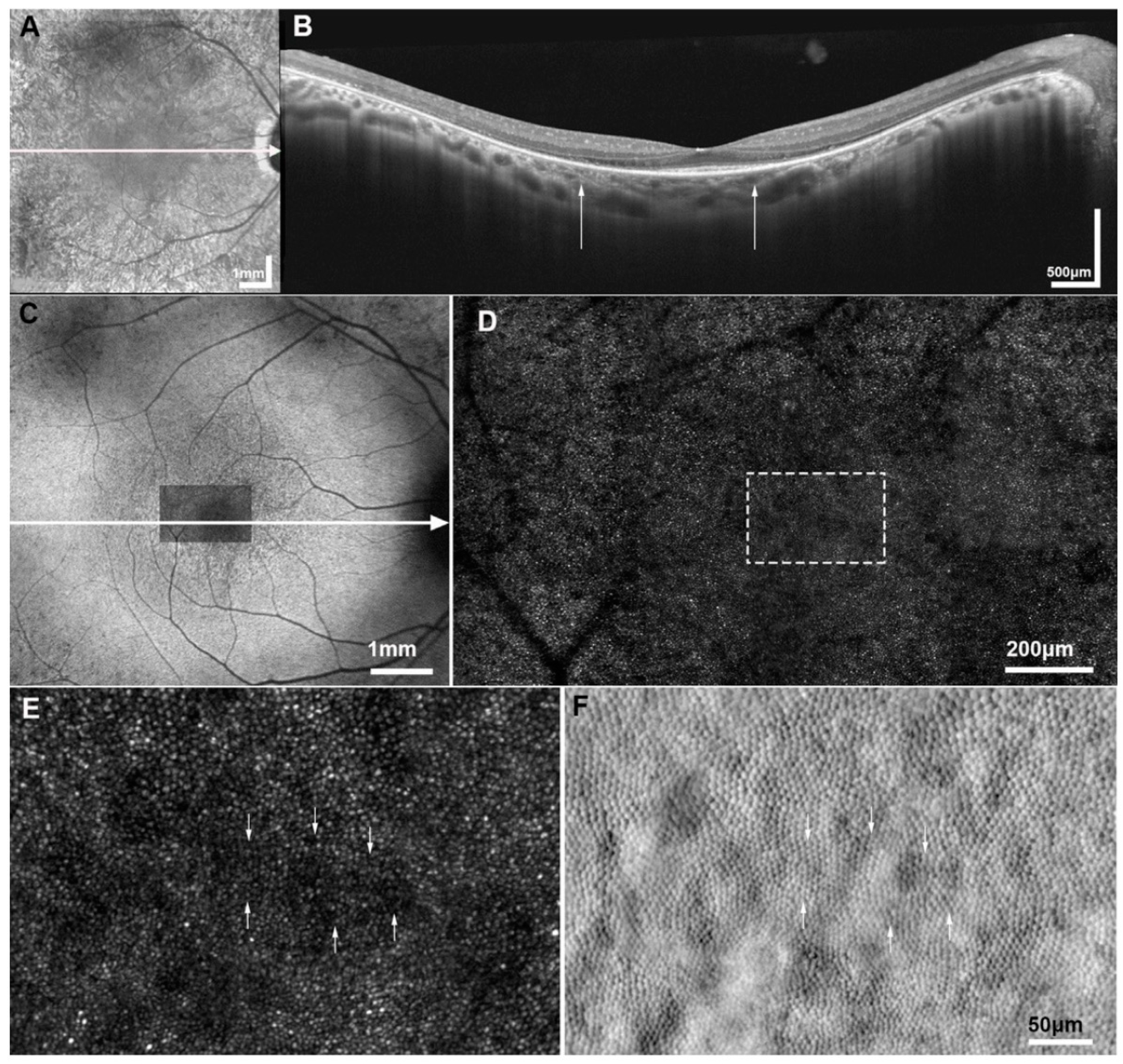 Diagnostics 15 00028 g003