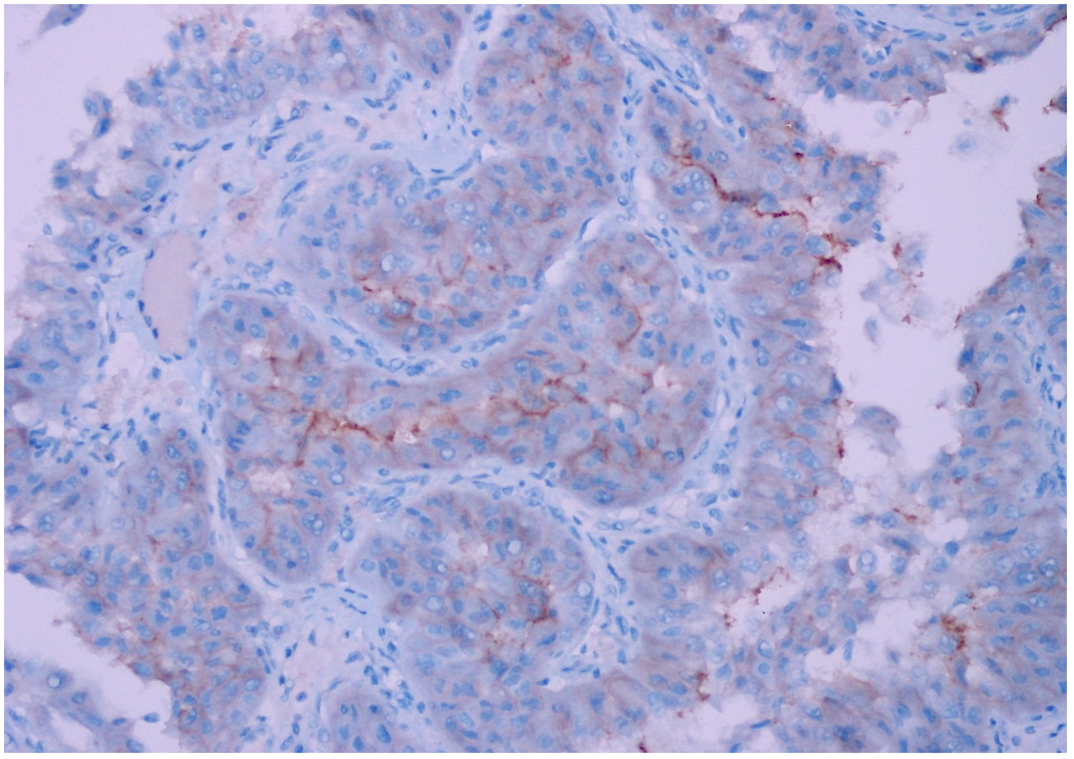 Diagnostics 15 00053 g003 Diagnostics 15 00053 g003