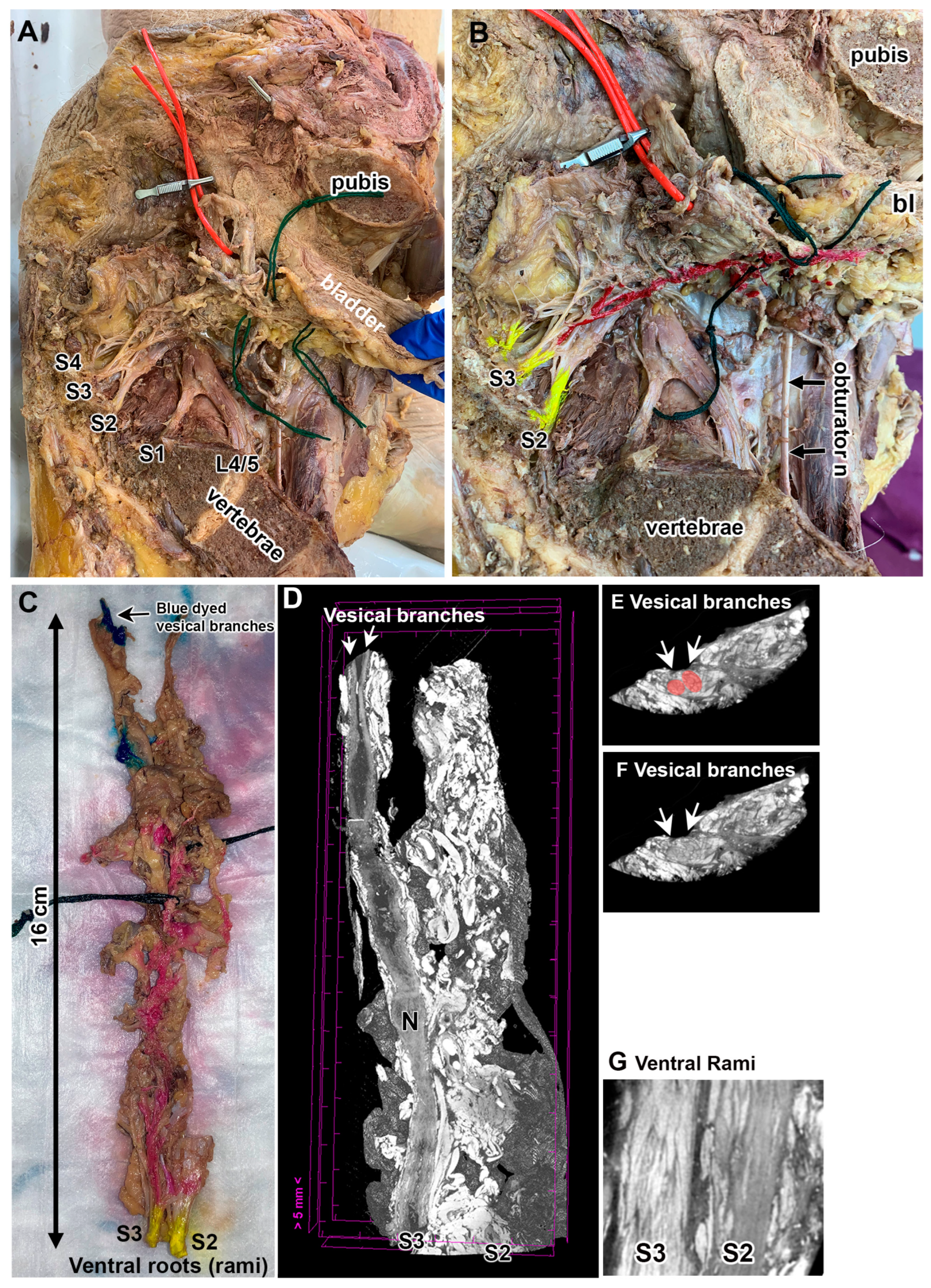 Diagnostics 15 00102 g002