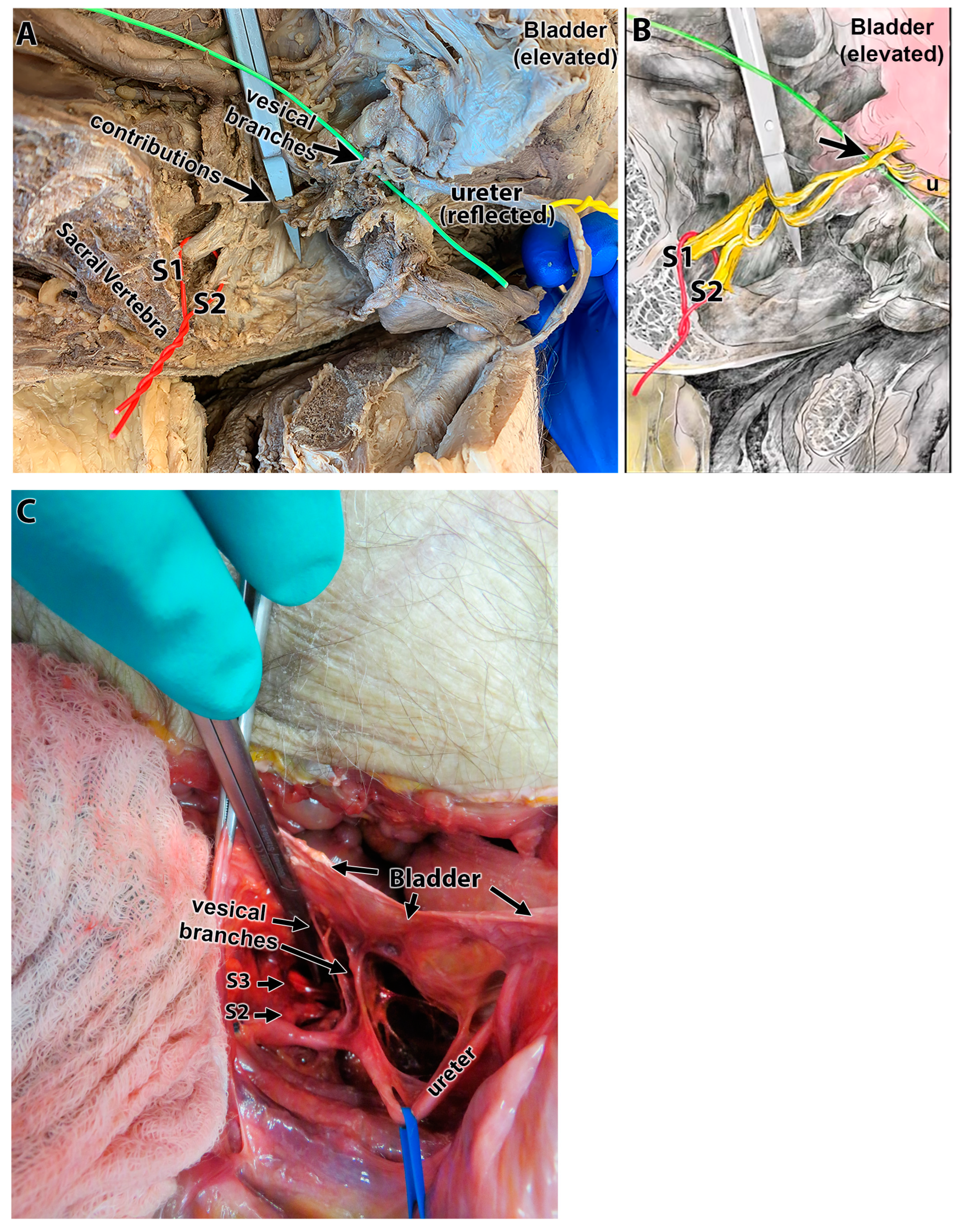 Diagnostics 15 00102 g003