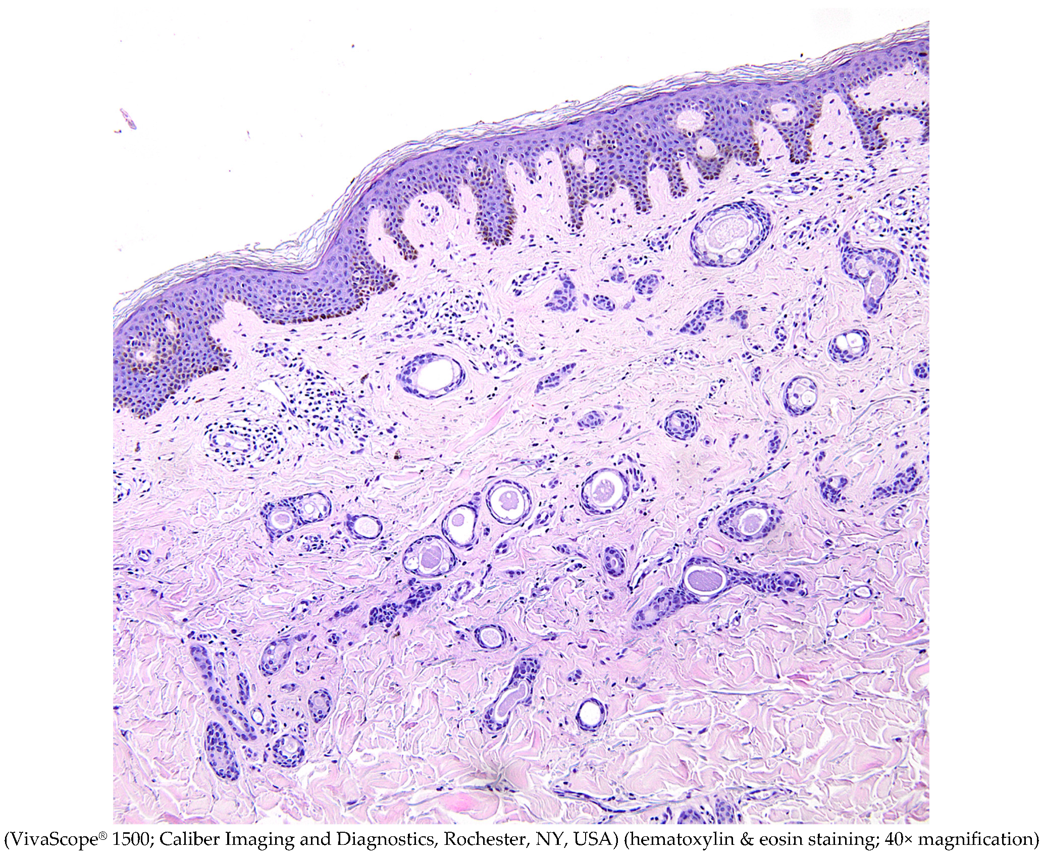 Diagnostics 15 00110 g005