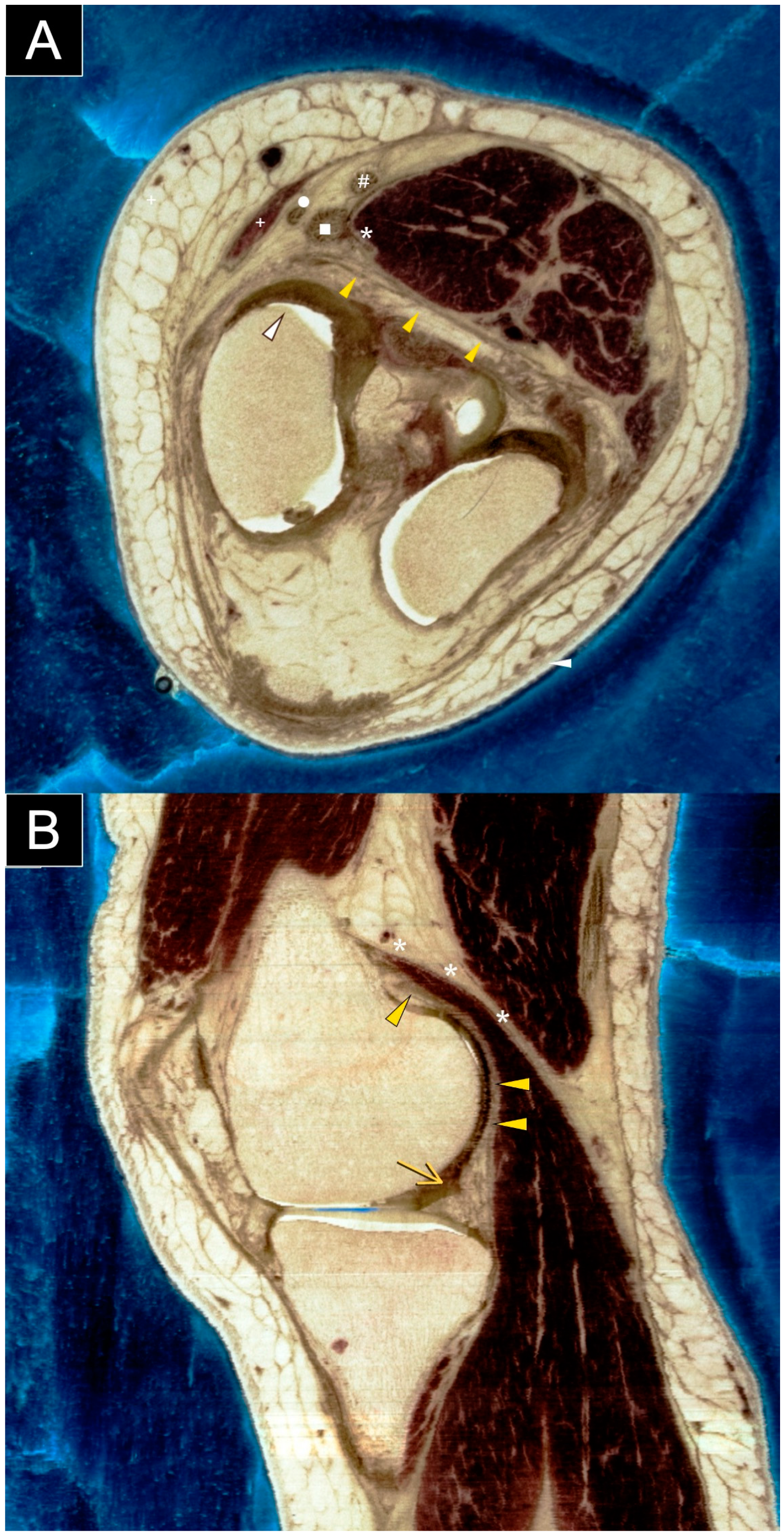 Diagnostics 15 00112 g007