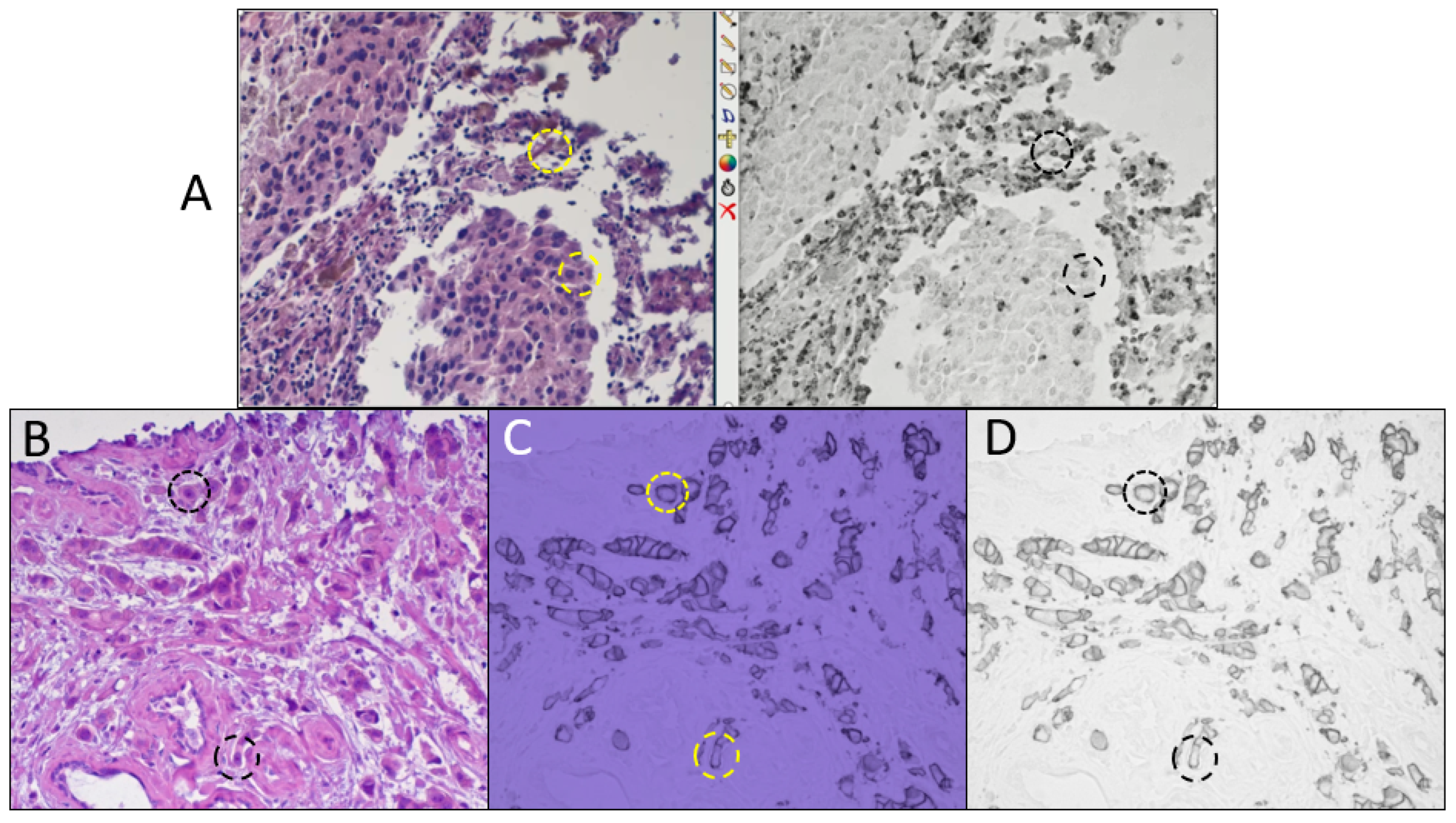 Diagnostics 15 00164 g002