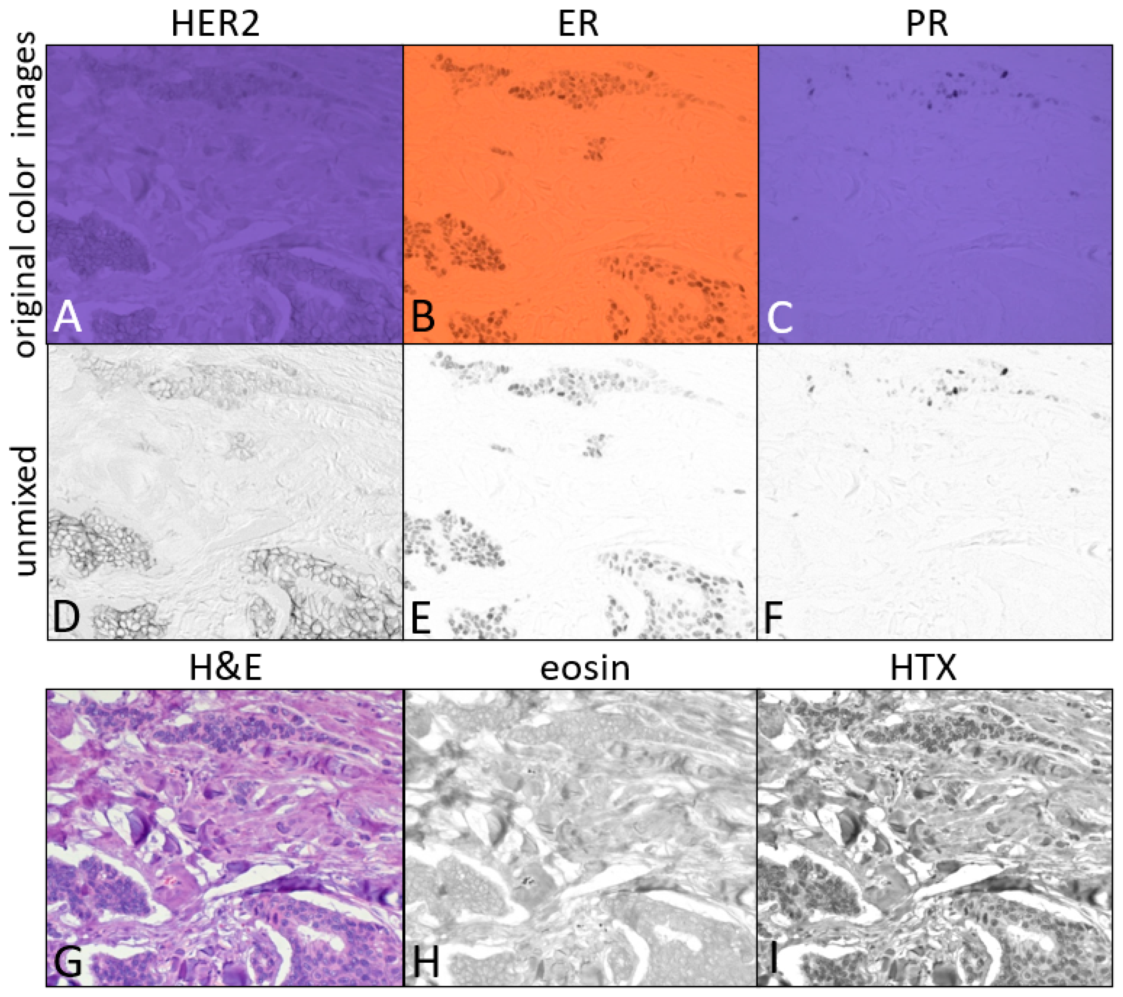 Diagnostics 15 00164 g004