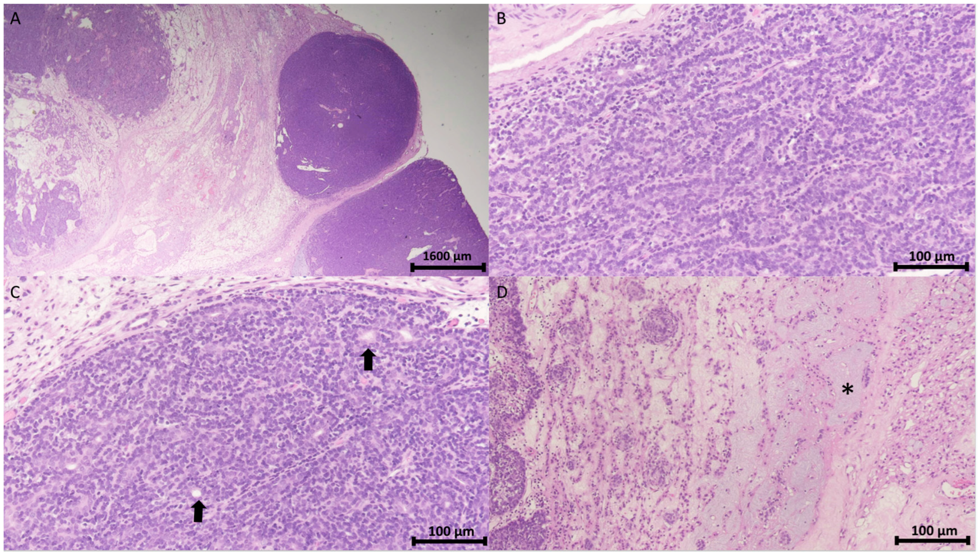 Diagnostics 15 00173 g003