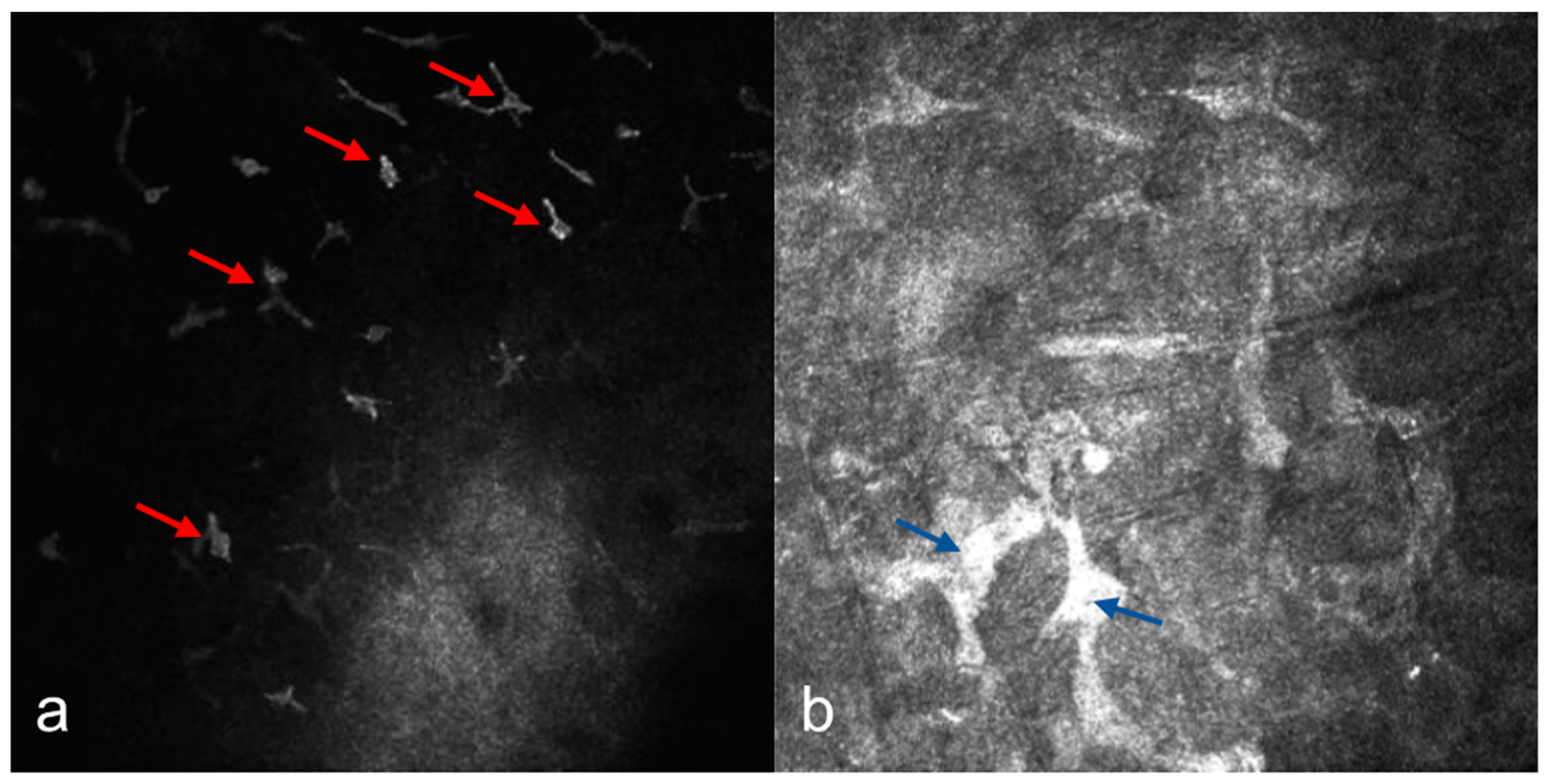 Diagnostics 15 00182 g005