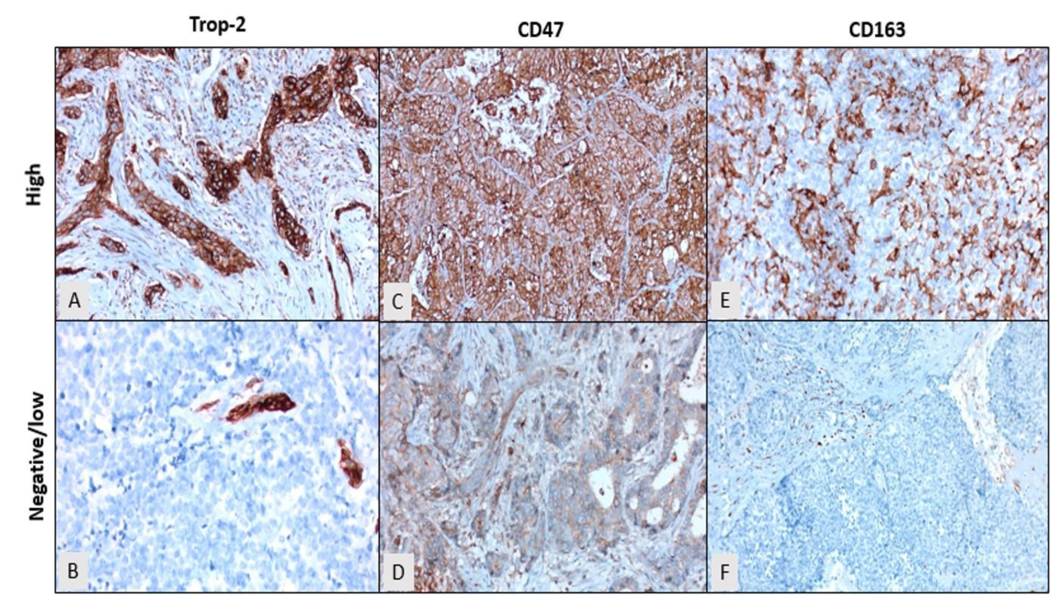 Diagnostics 15 00232 g001
