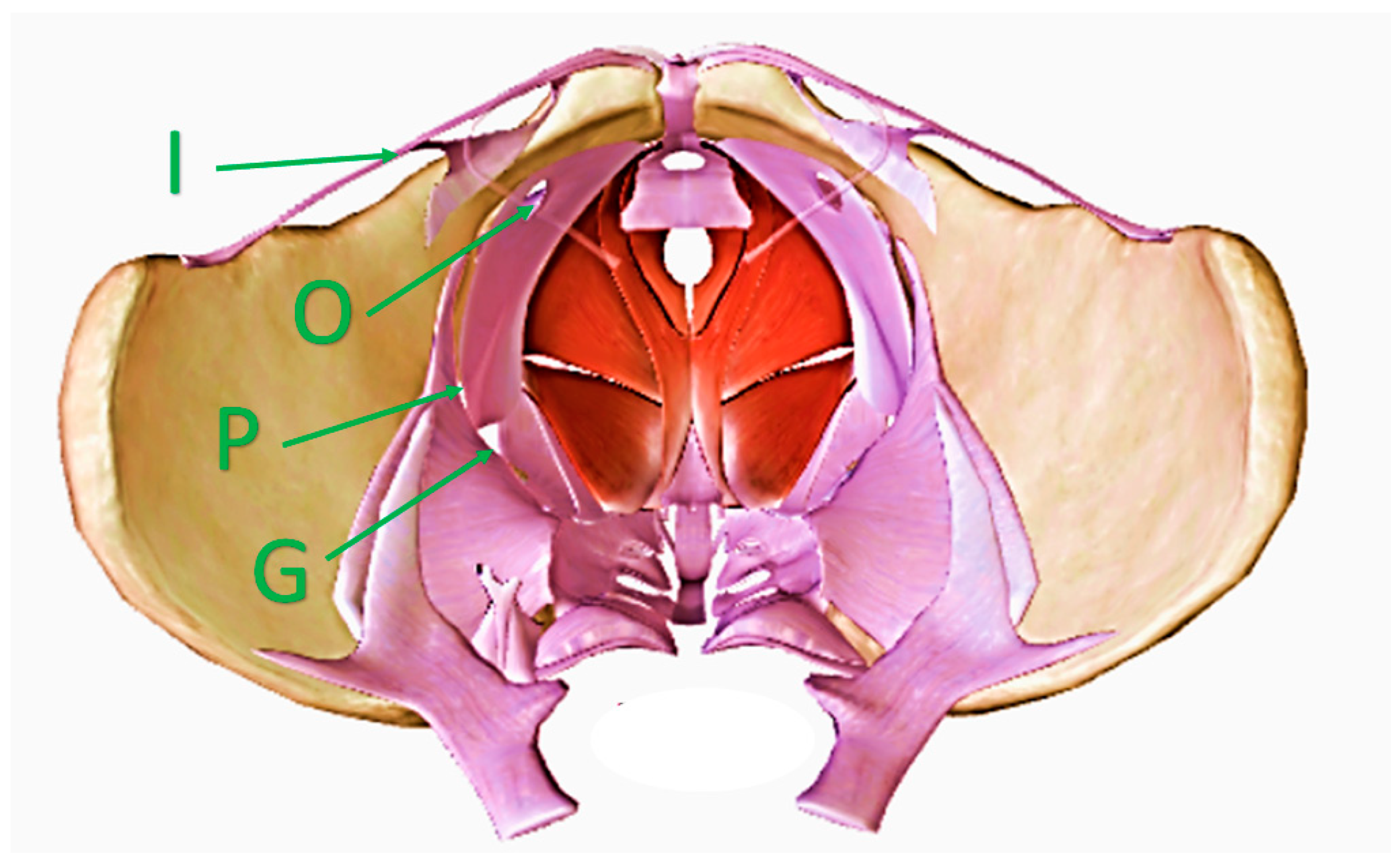 Diagnostics 15 00245 g001