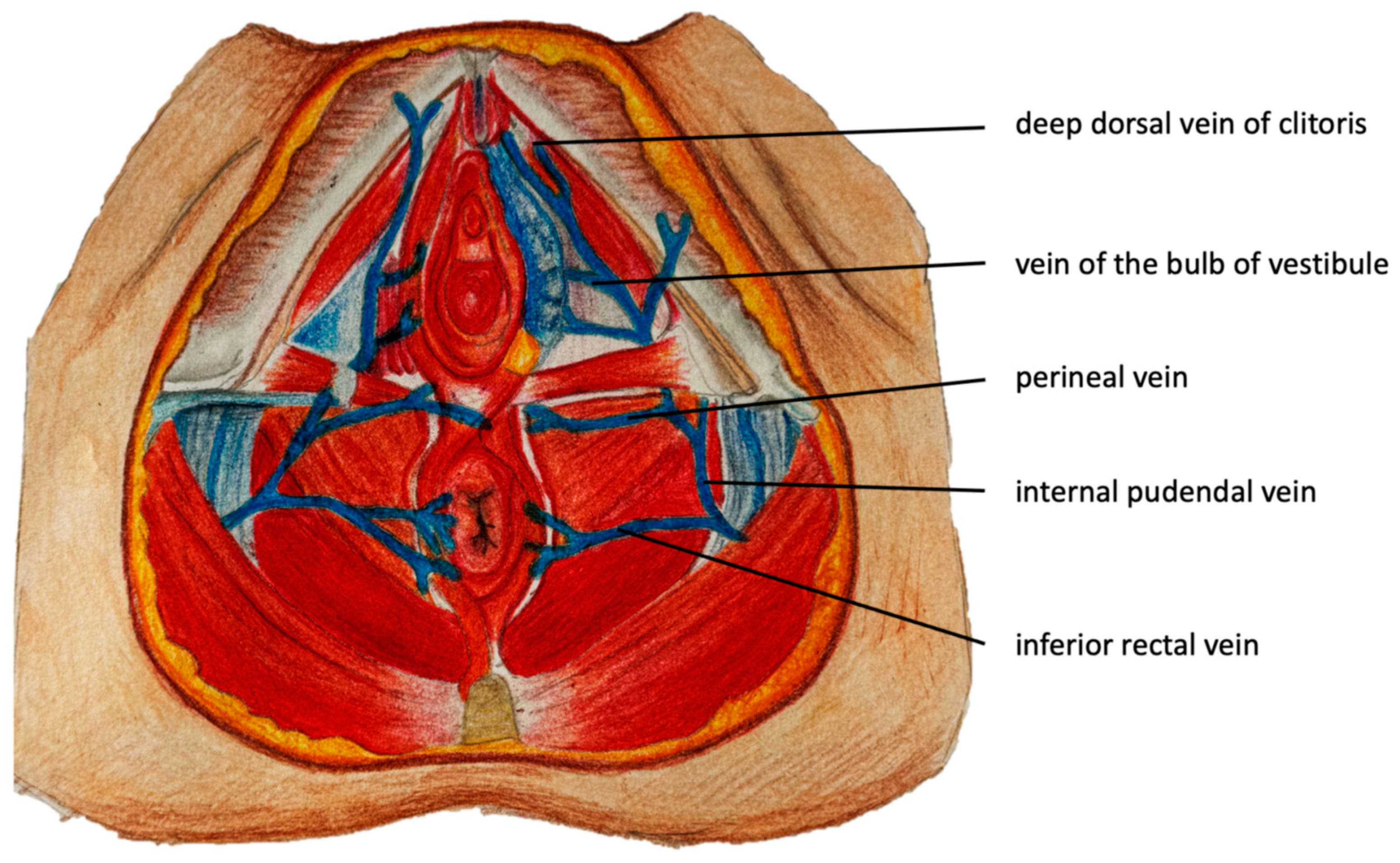 Diagnostics 15 00245 g002
