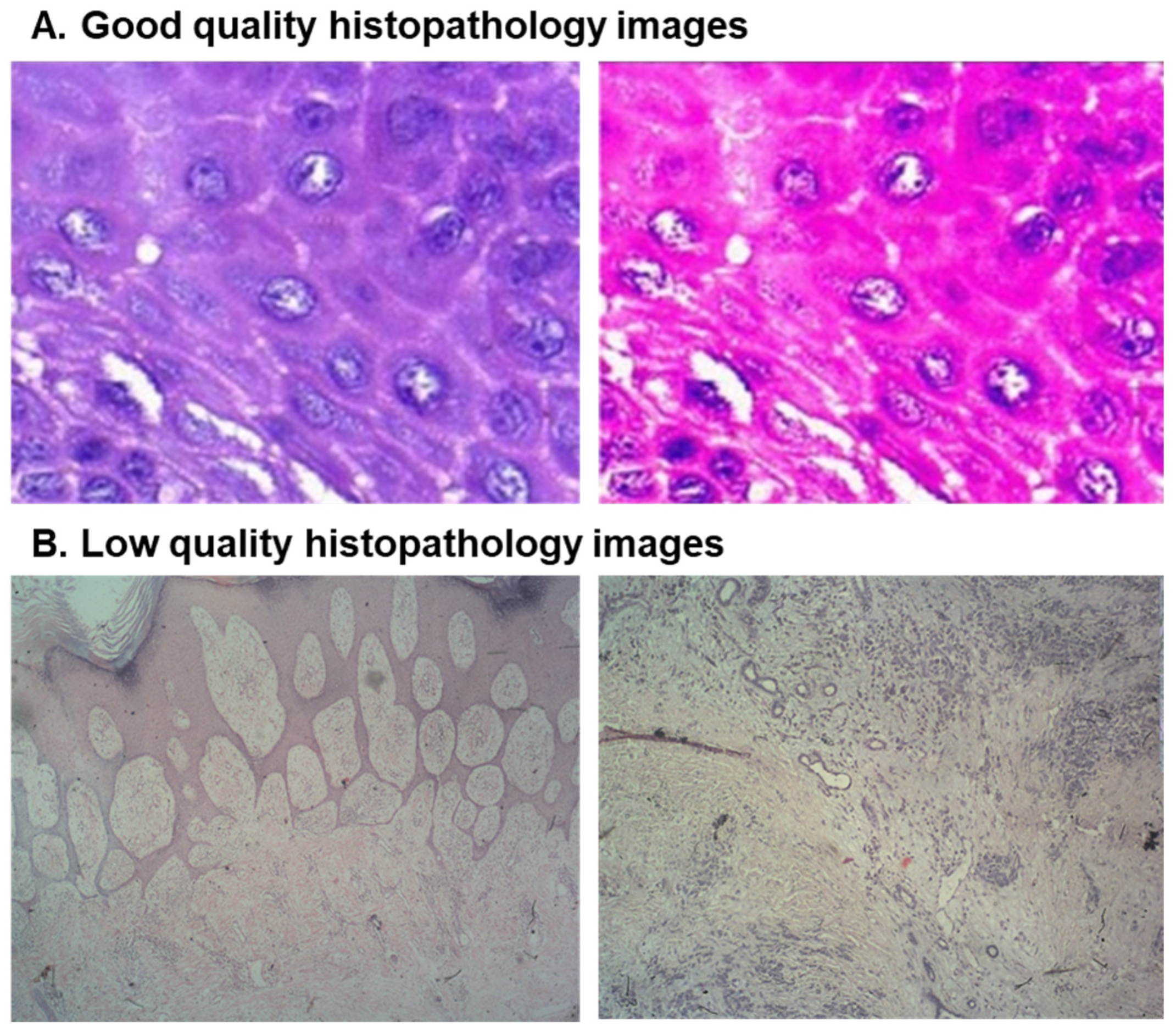 Diagnostics 15 00260 g001
