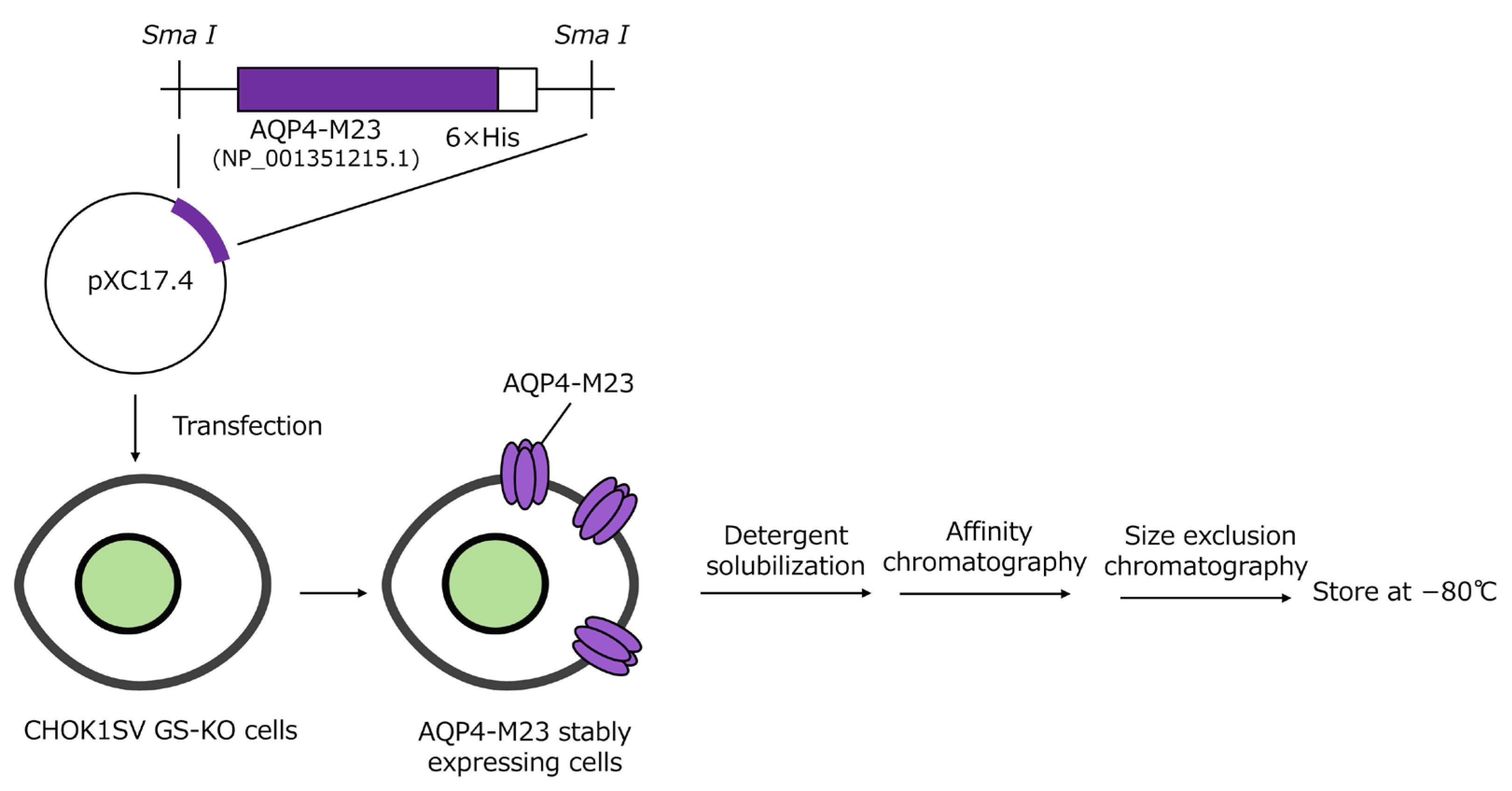 Diagnostics 15 00298 g001